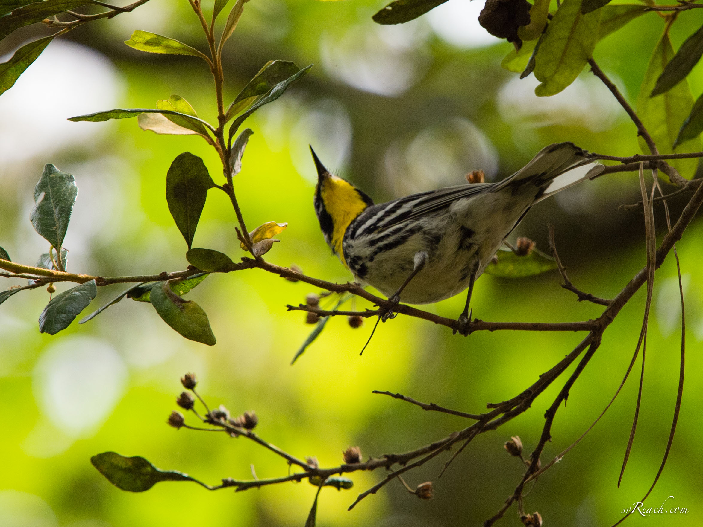 Yellow-throated warbler