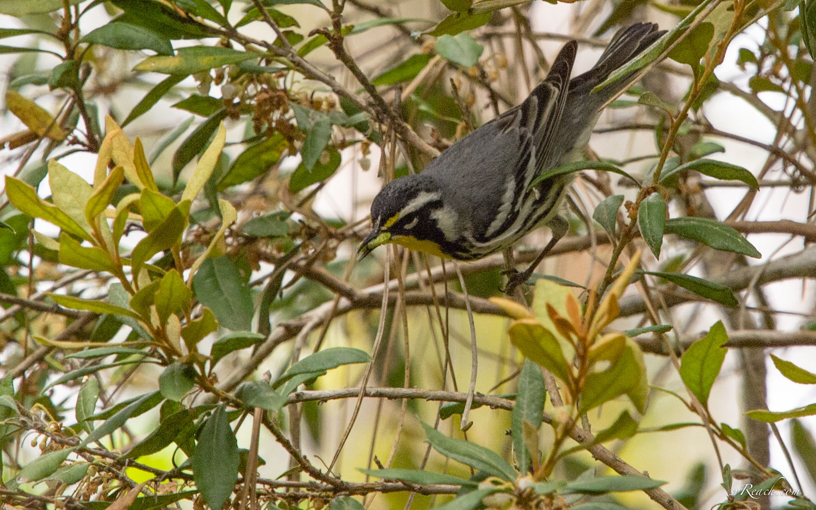 Yellow-throated warbler feeding