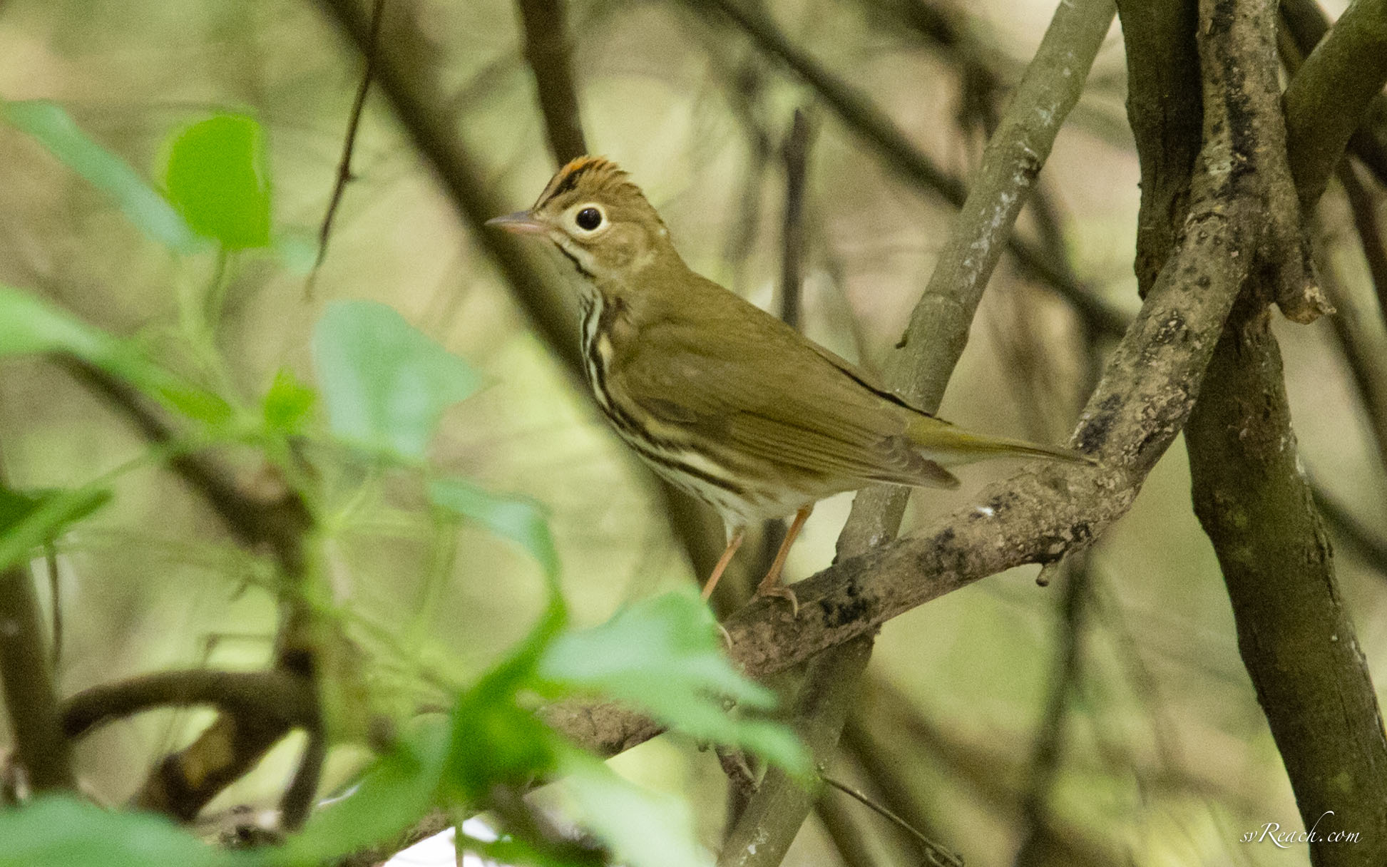 Ovenbird