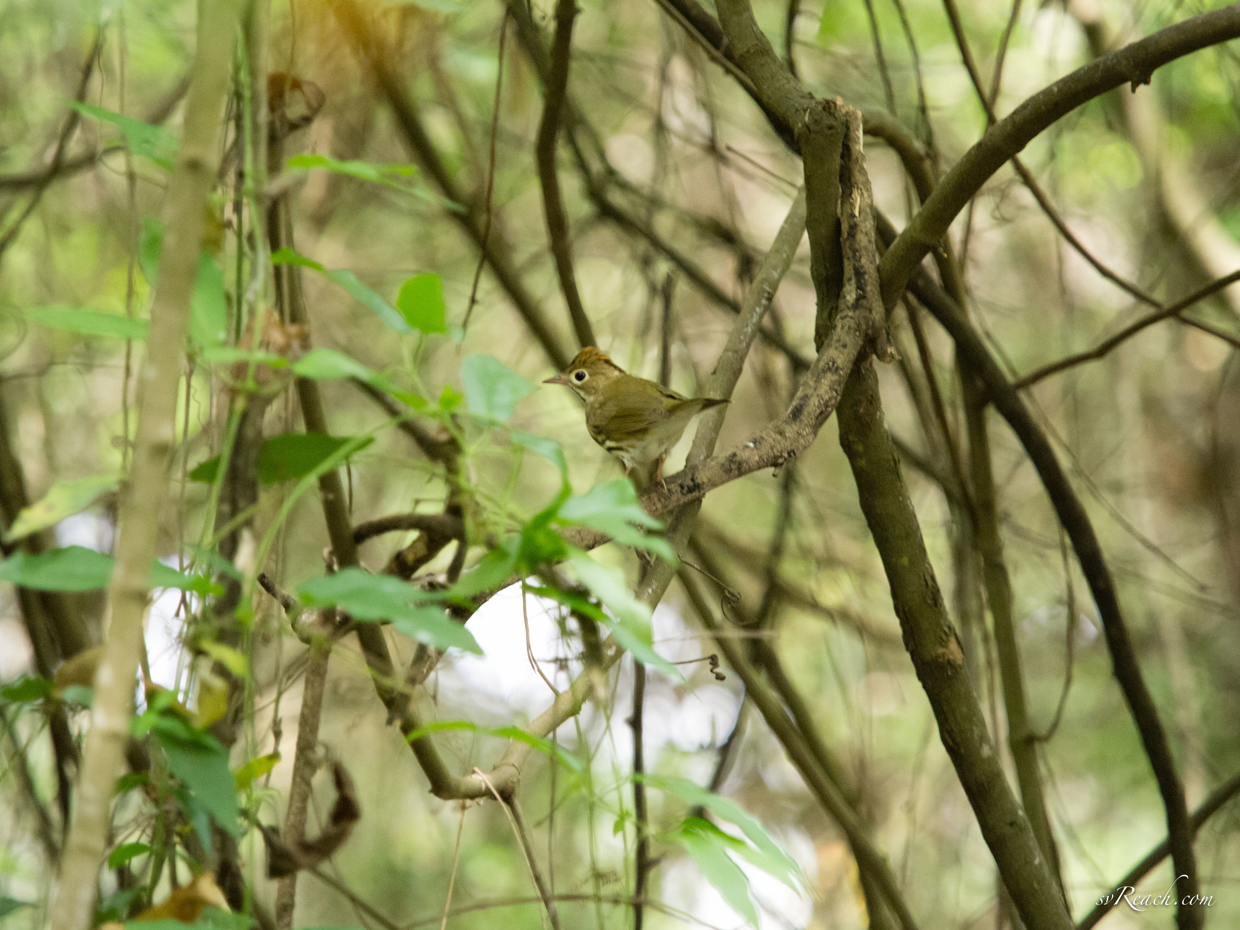 Ovenbird