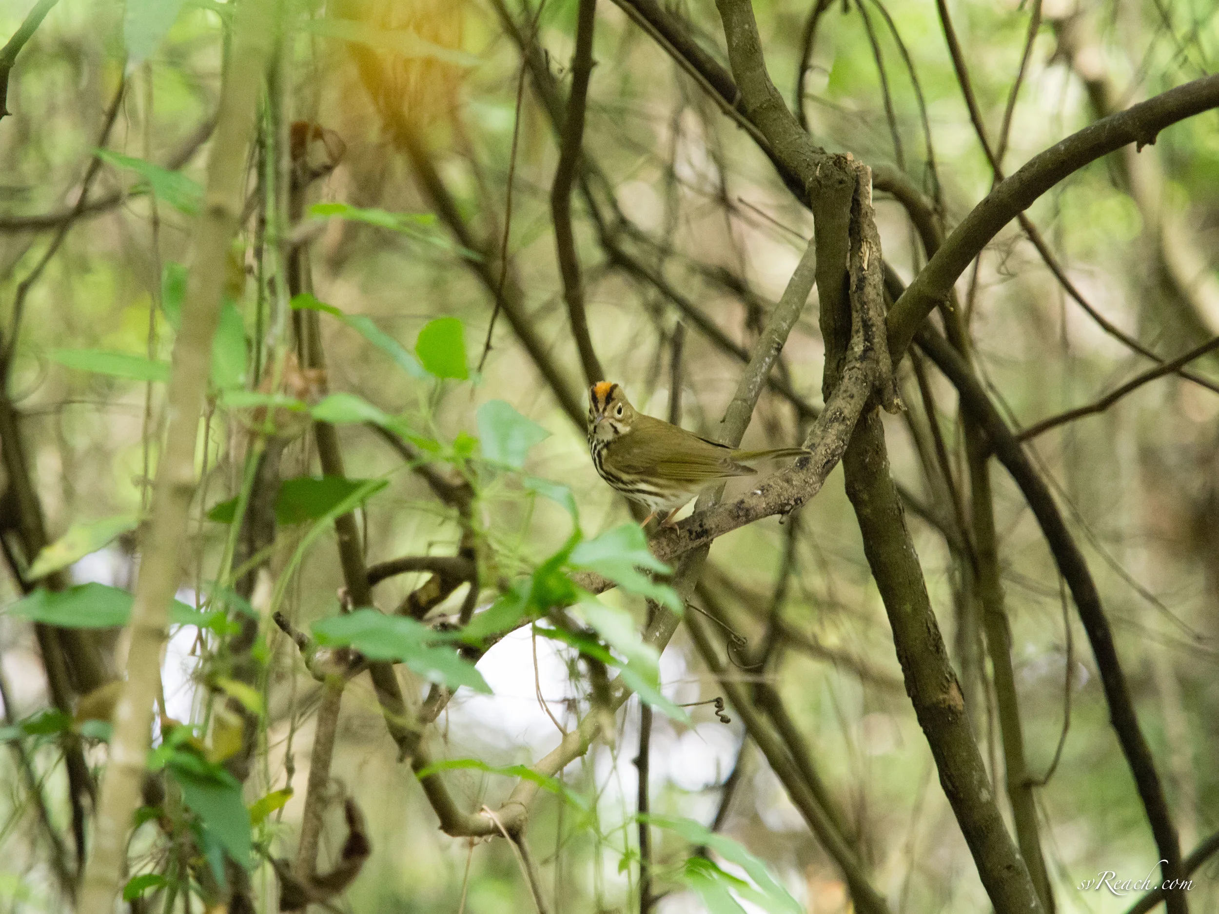 Ovenbird