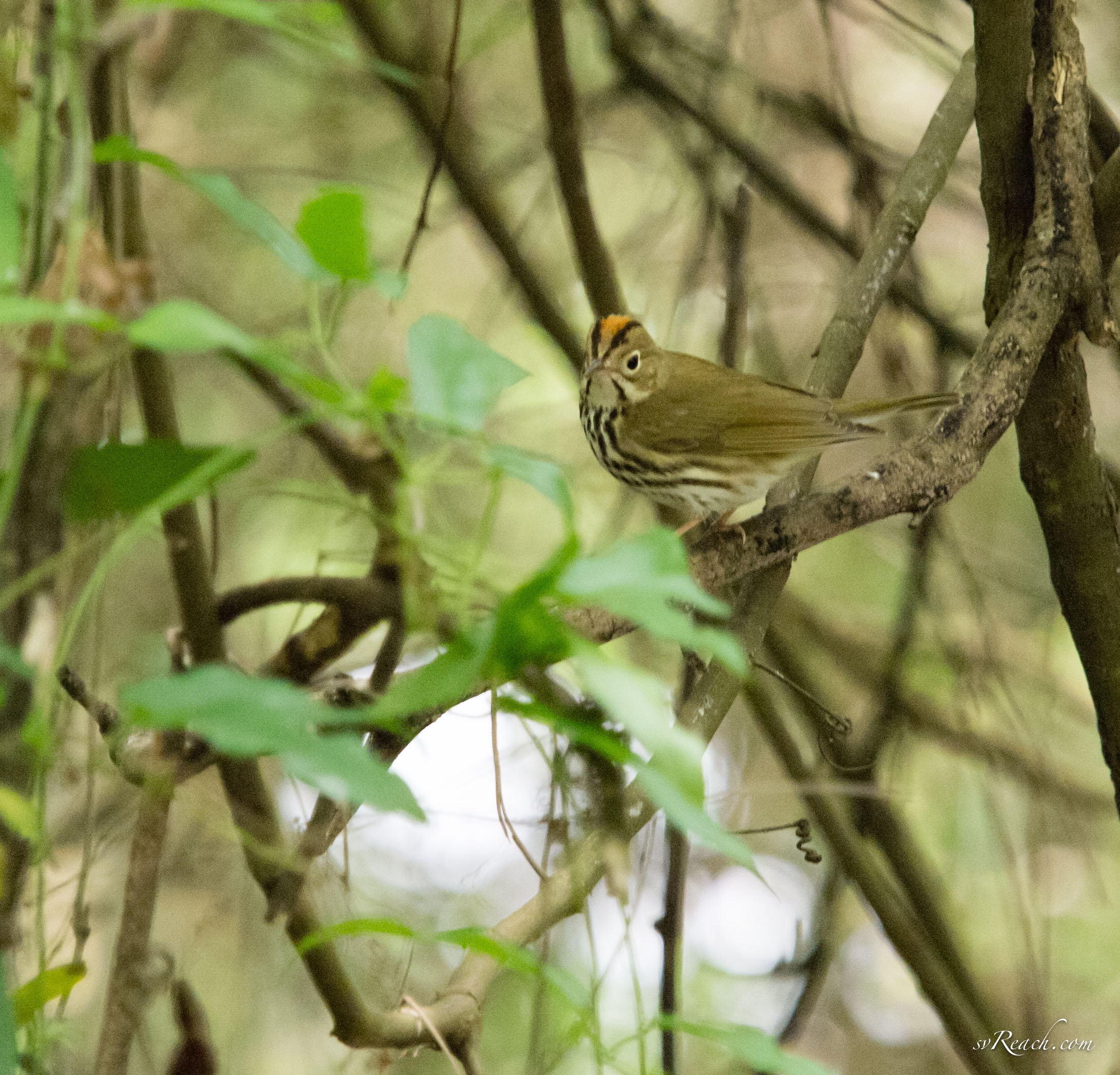 Ovenbird