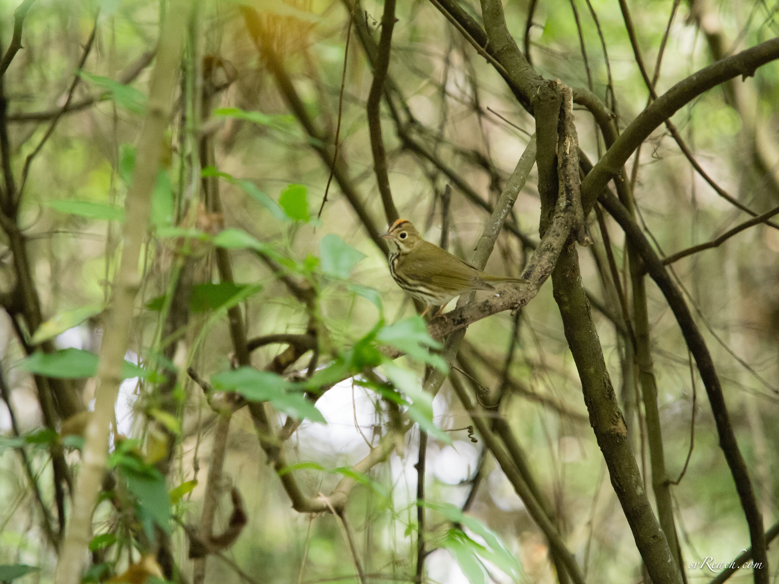 Ovenbird