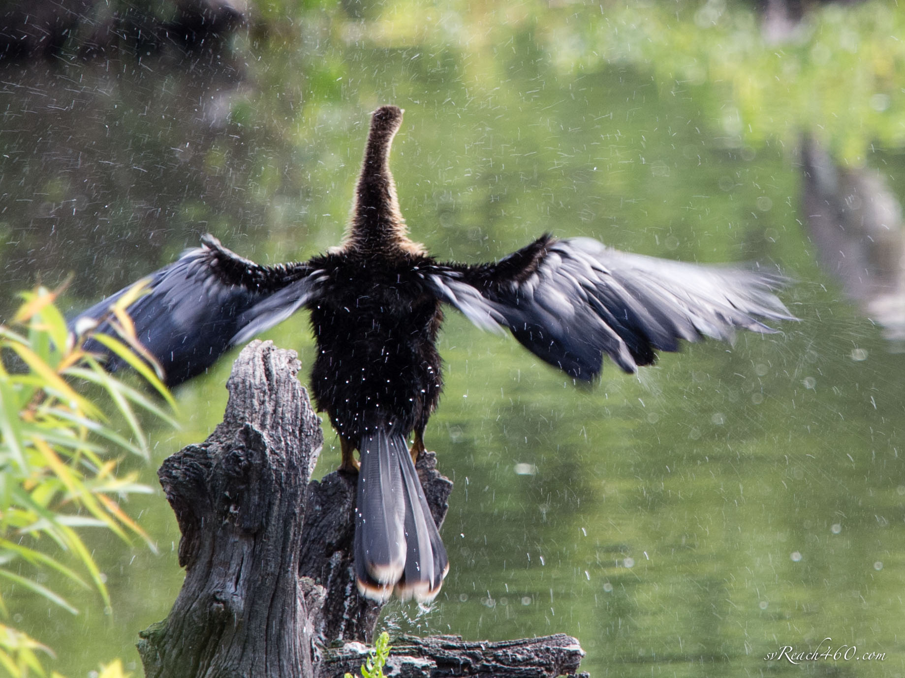 Anhinga