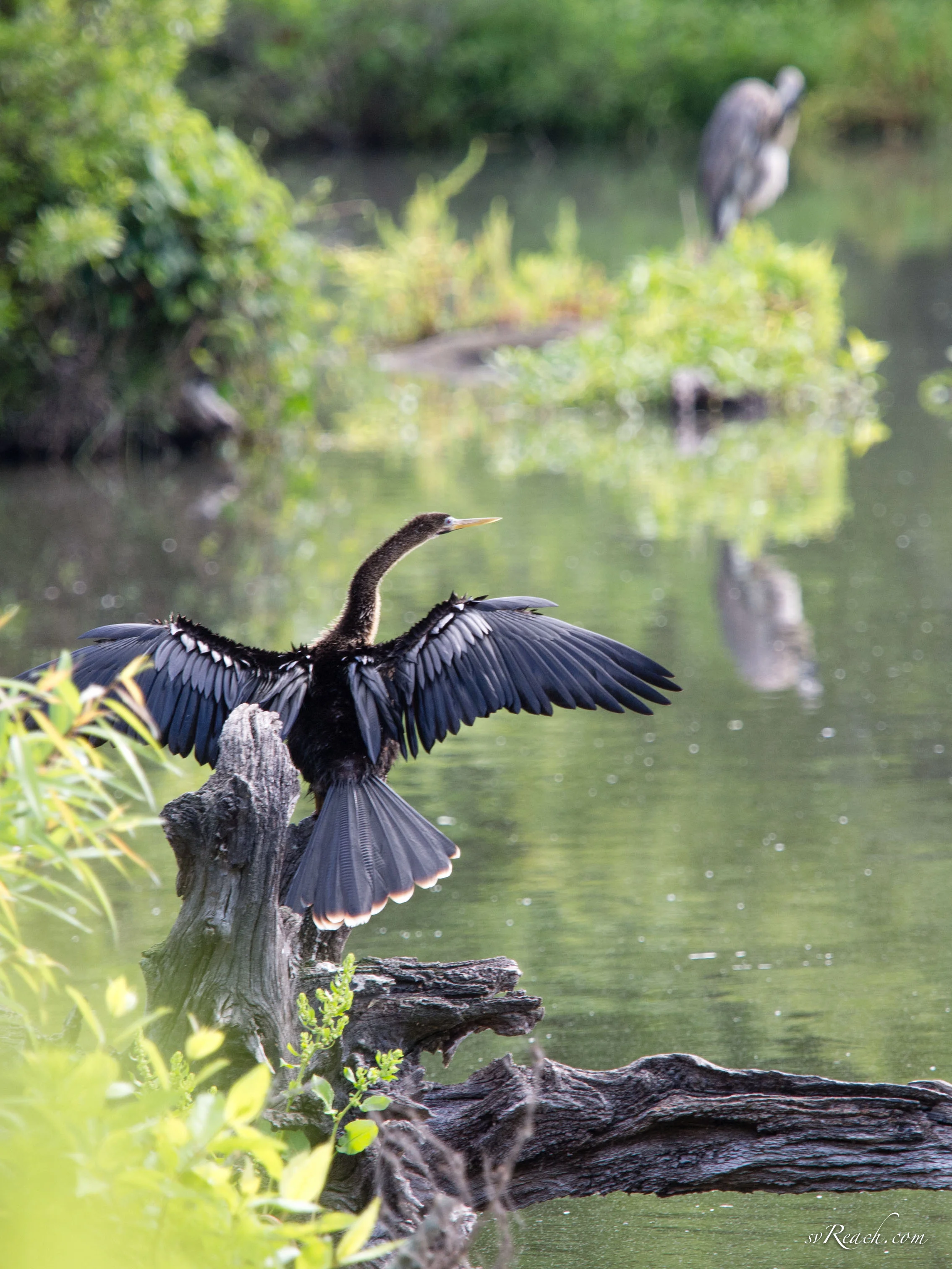 Anhinga with Great Blue Heron