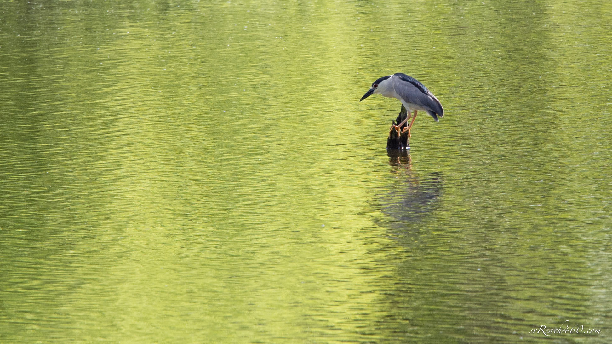 Black-crowned night heron