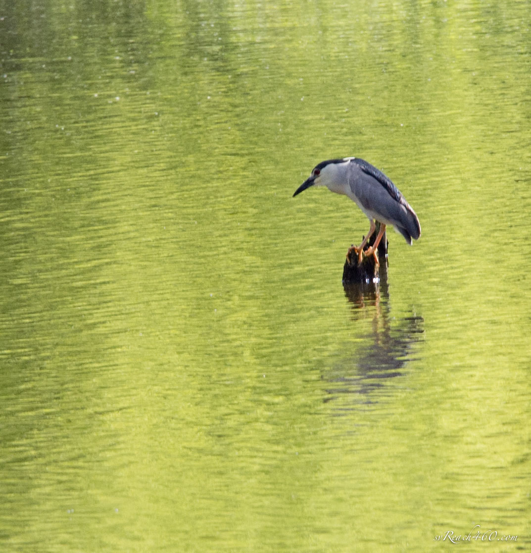 Black-crowned night heron