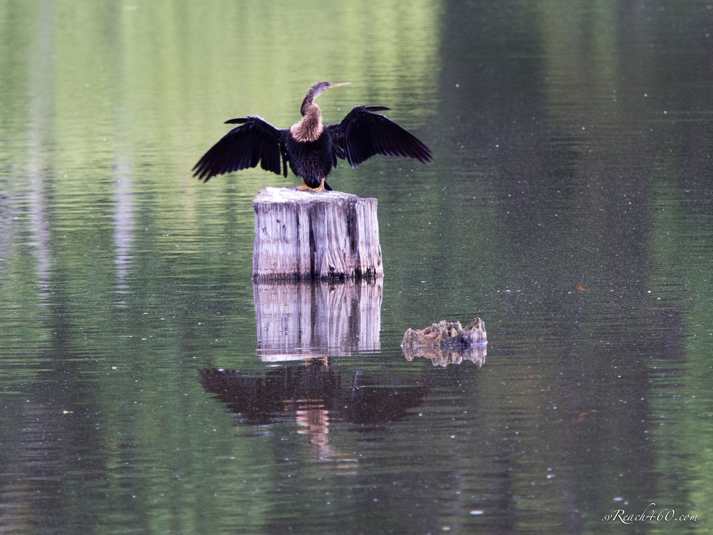 Anhinga