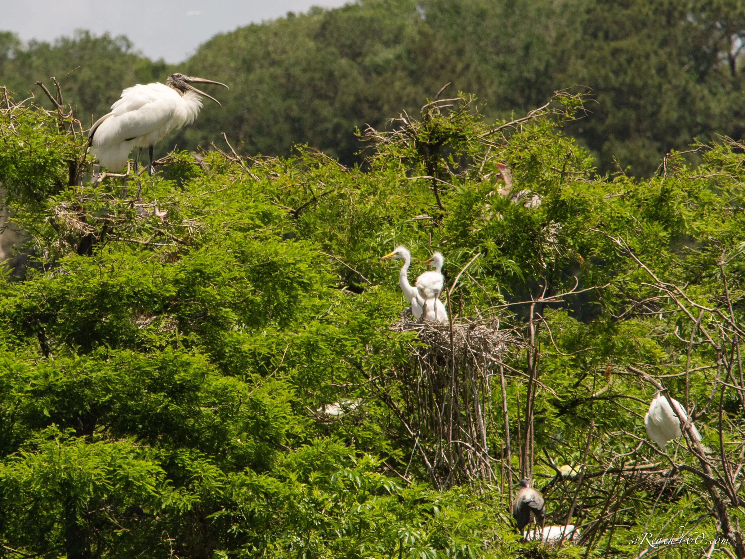 Wood stork &amp; baby great egrets in nest