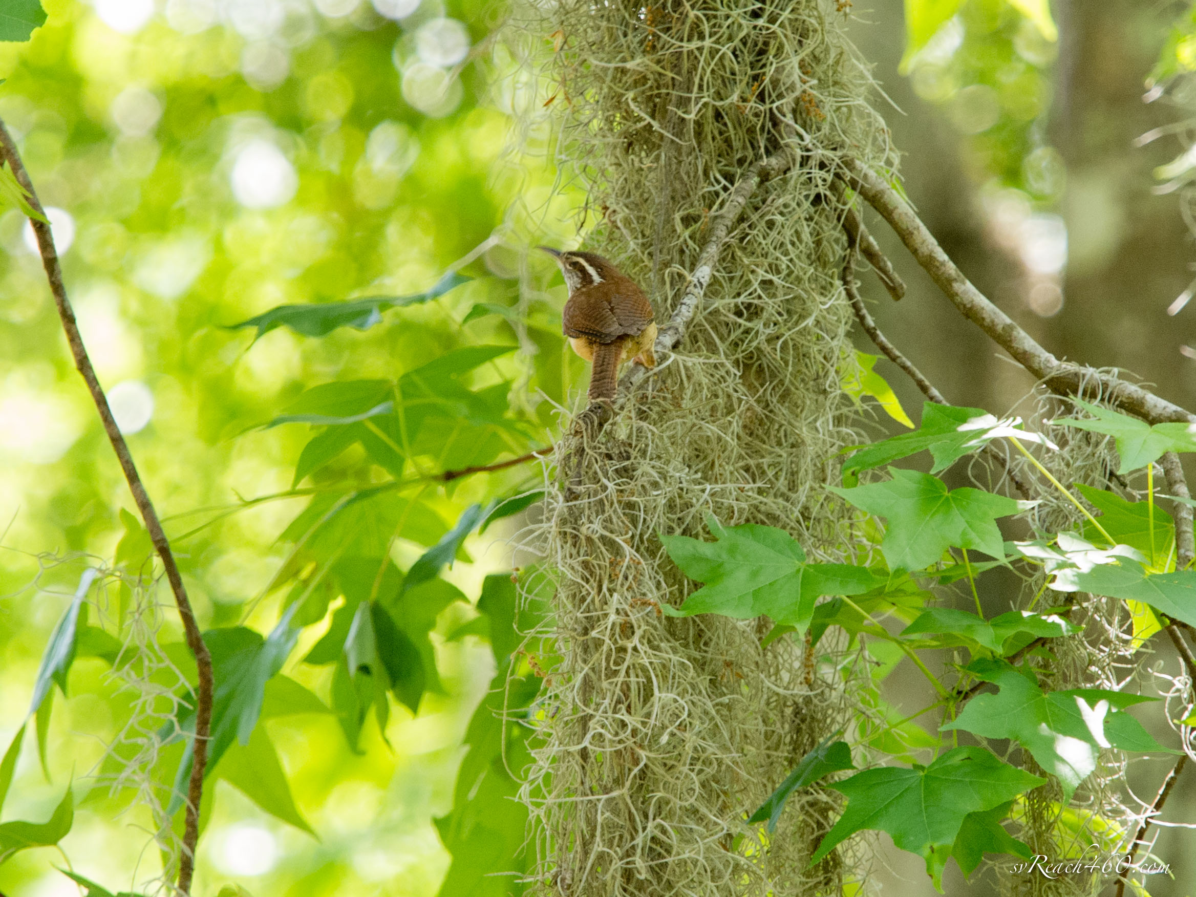 Carolina wren