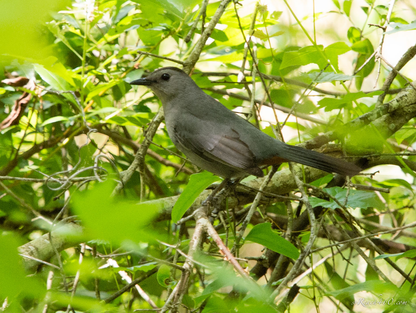 Catbird