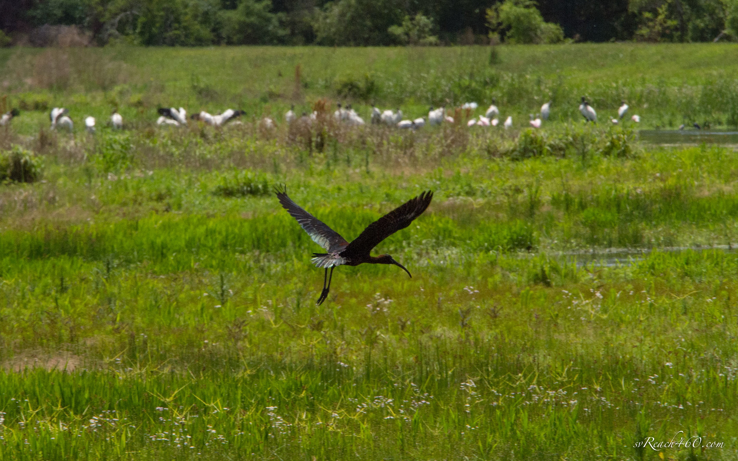 Glossy ibis in flight &amp; wood storks