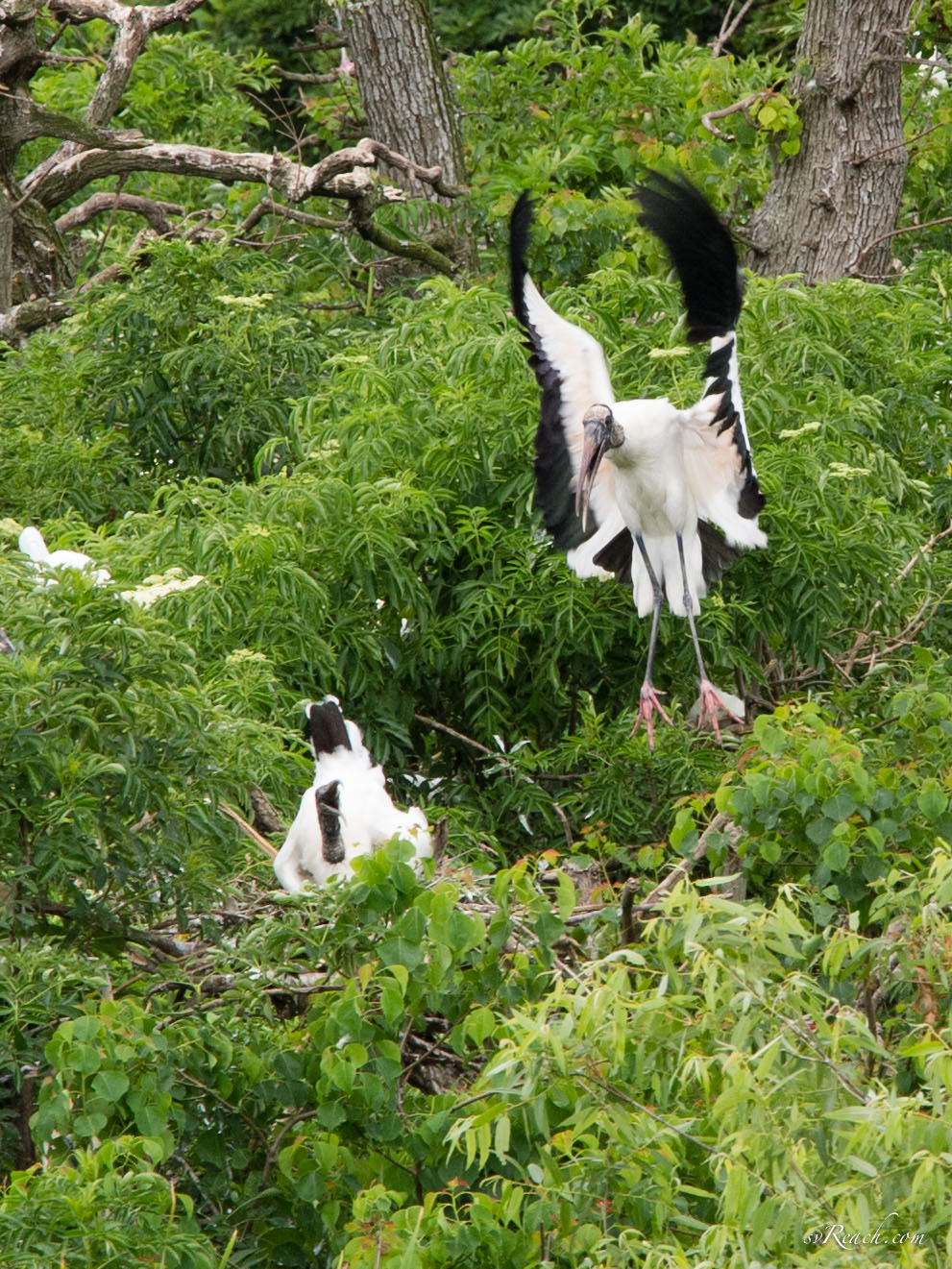 Wood storks on nest