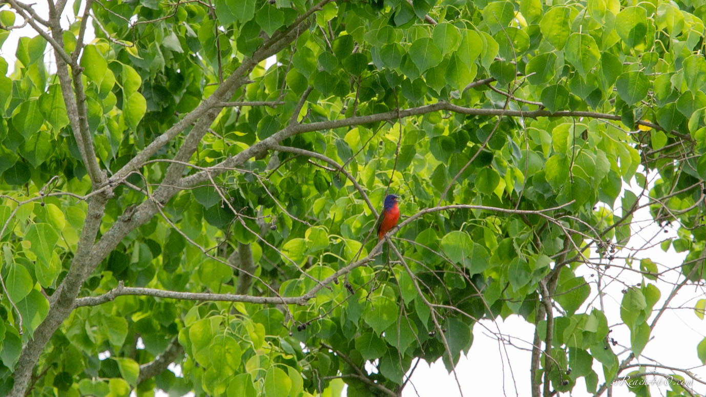 Painted bunting