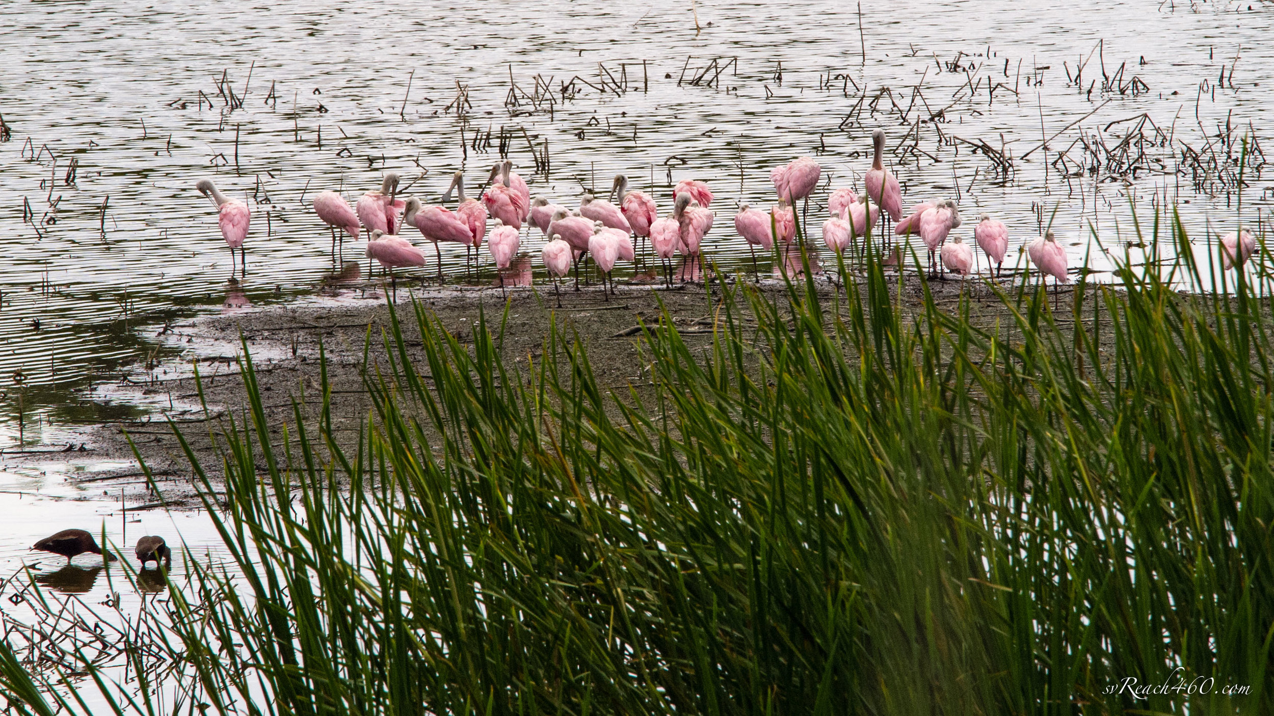 Roseate spoonbills