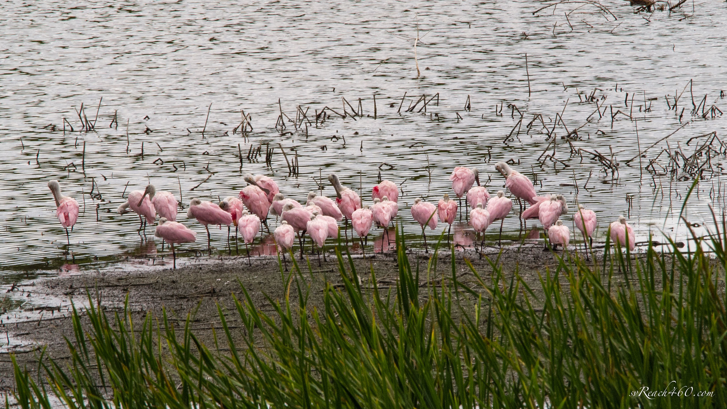 Roseate spoonbills