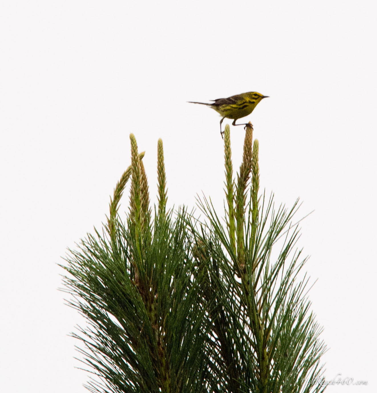 Prairie warbler