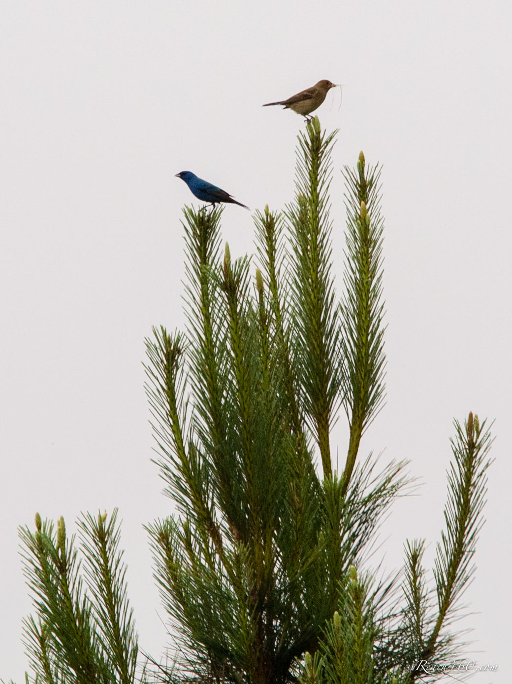 Male &amp; female indigo buntings