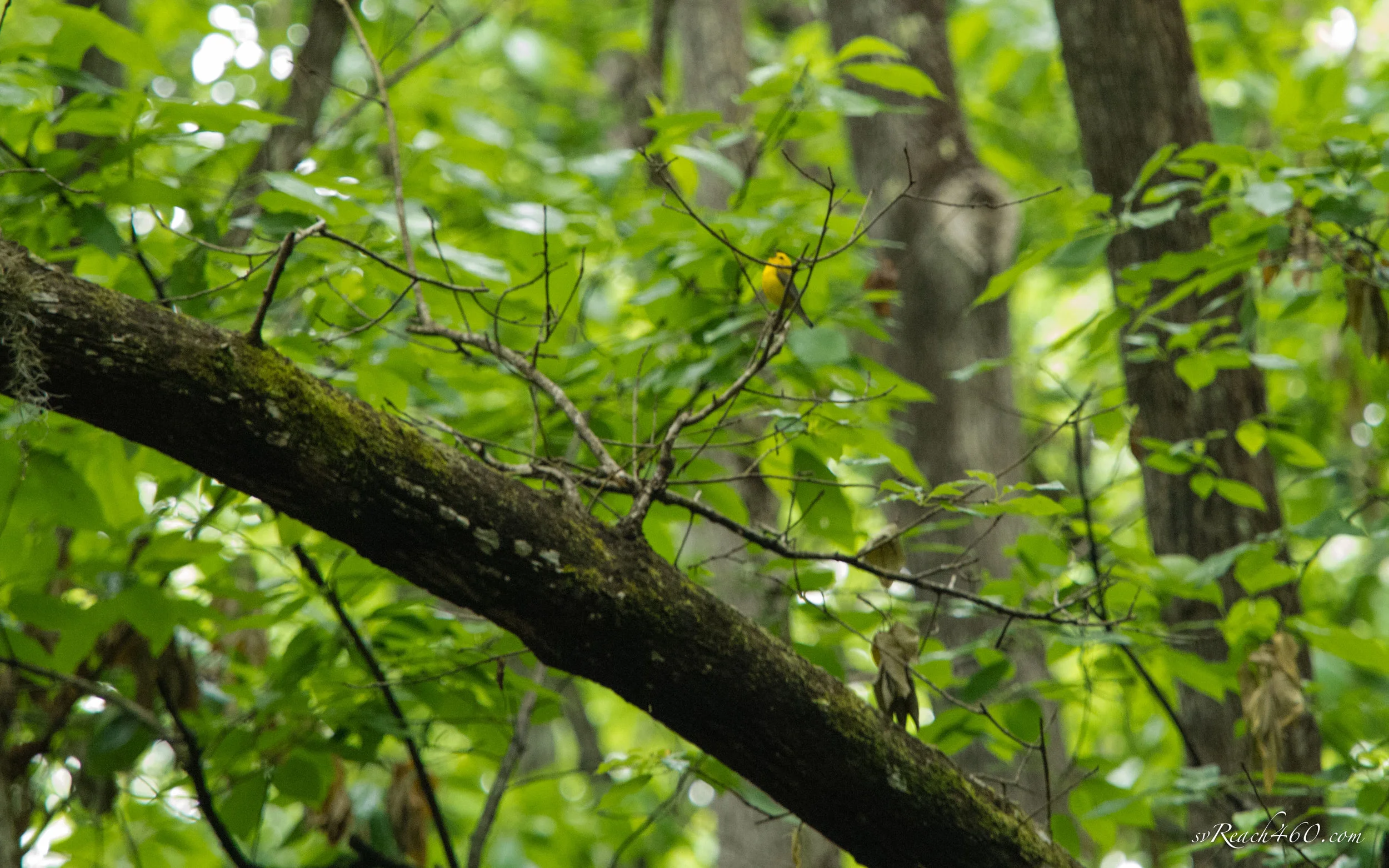 Prothonotary warbler