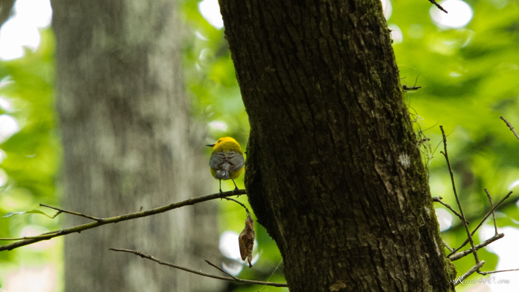 Prothonotary warbler