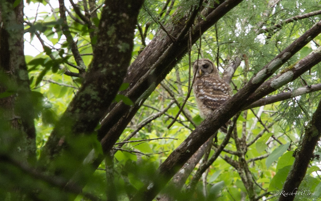 Juvenile barred owl