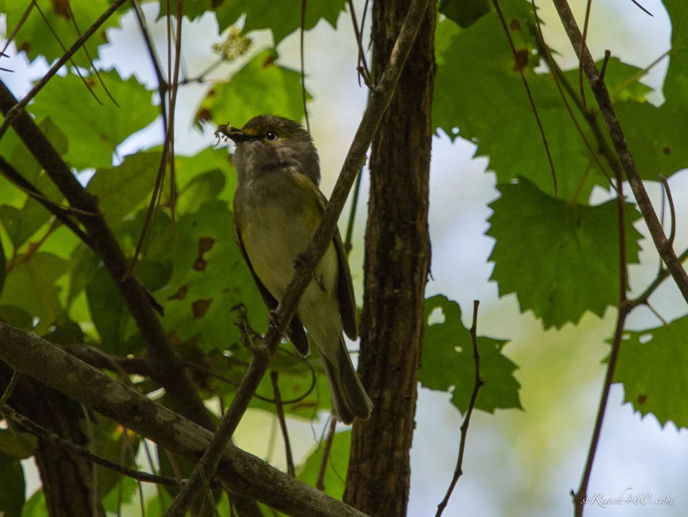 White-eyed vireo