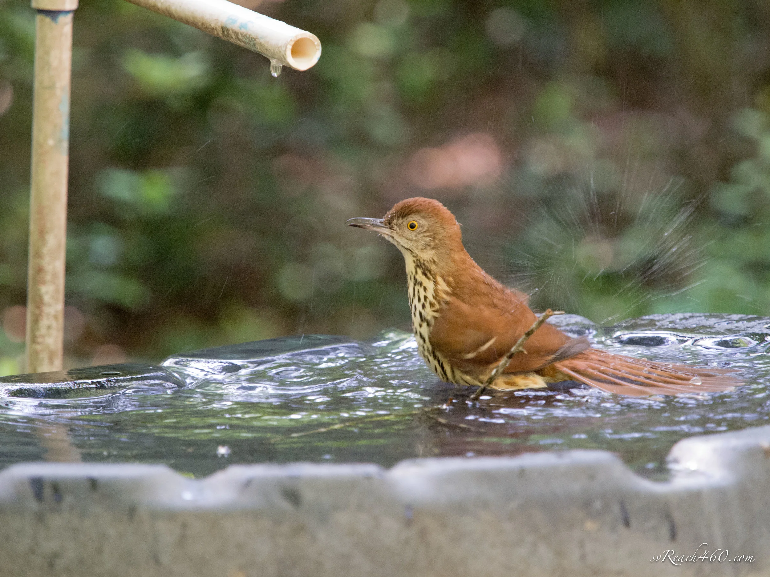 Brown thrasher