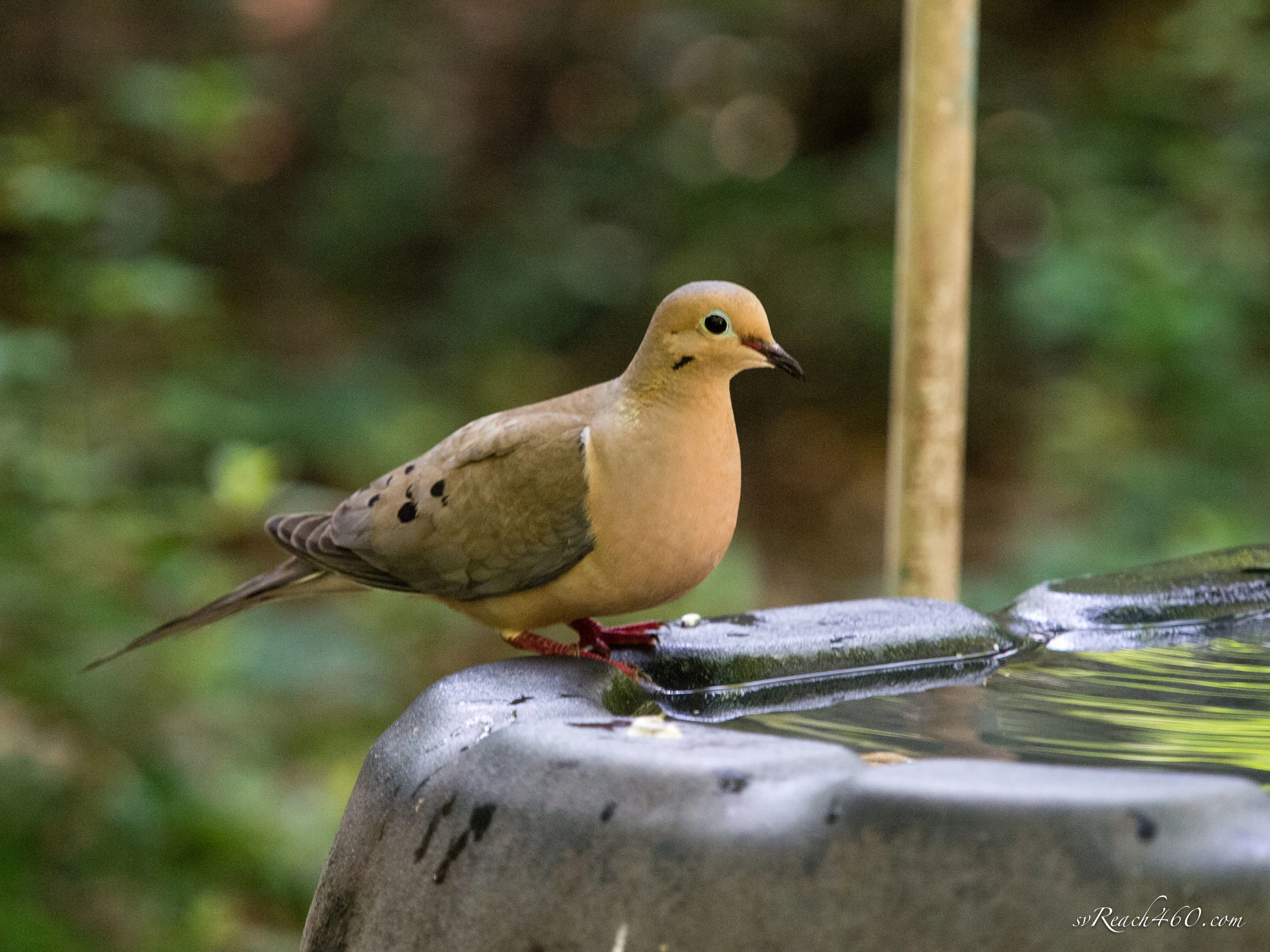 Mourning dove