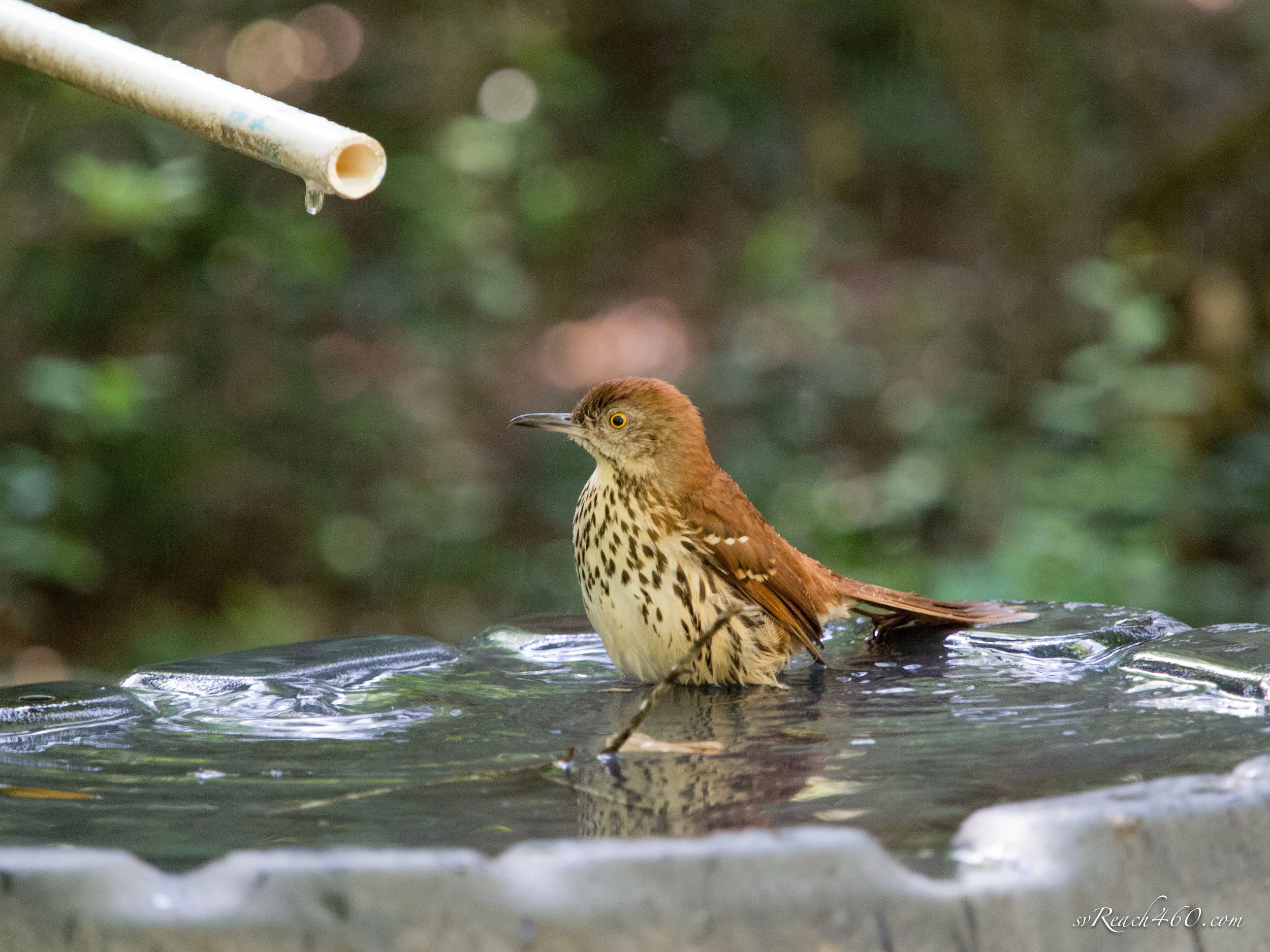 Brown thrasher