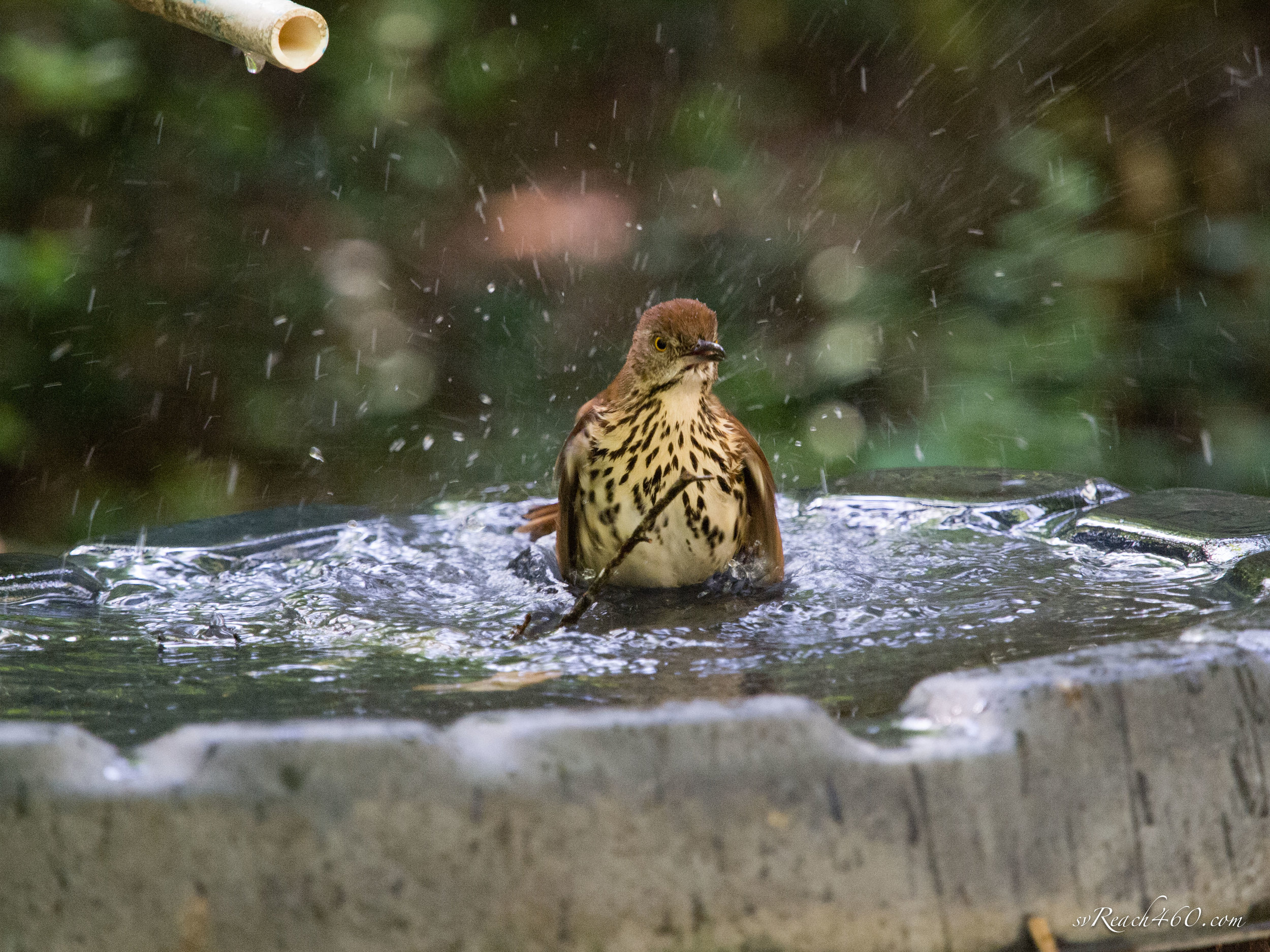 Brown thrasher