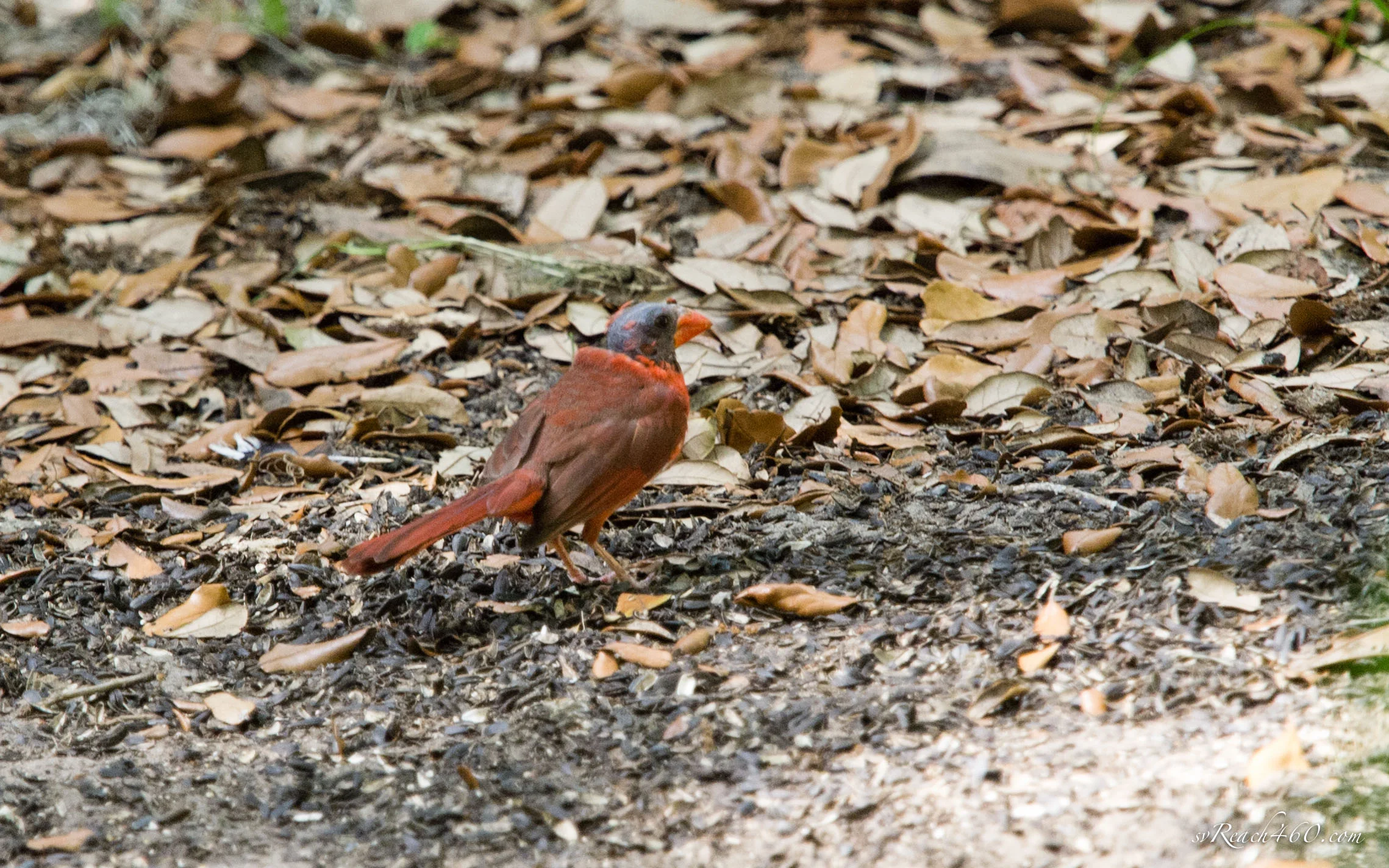 Norther cardinal moulting