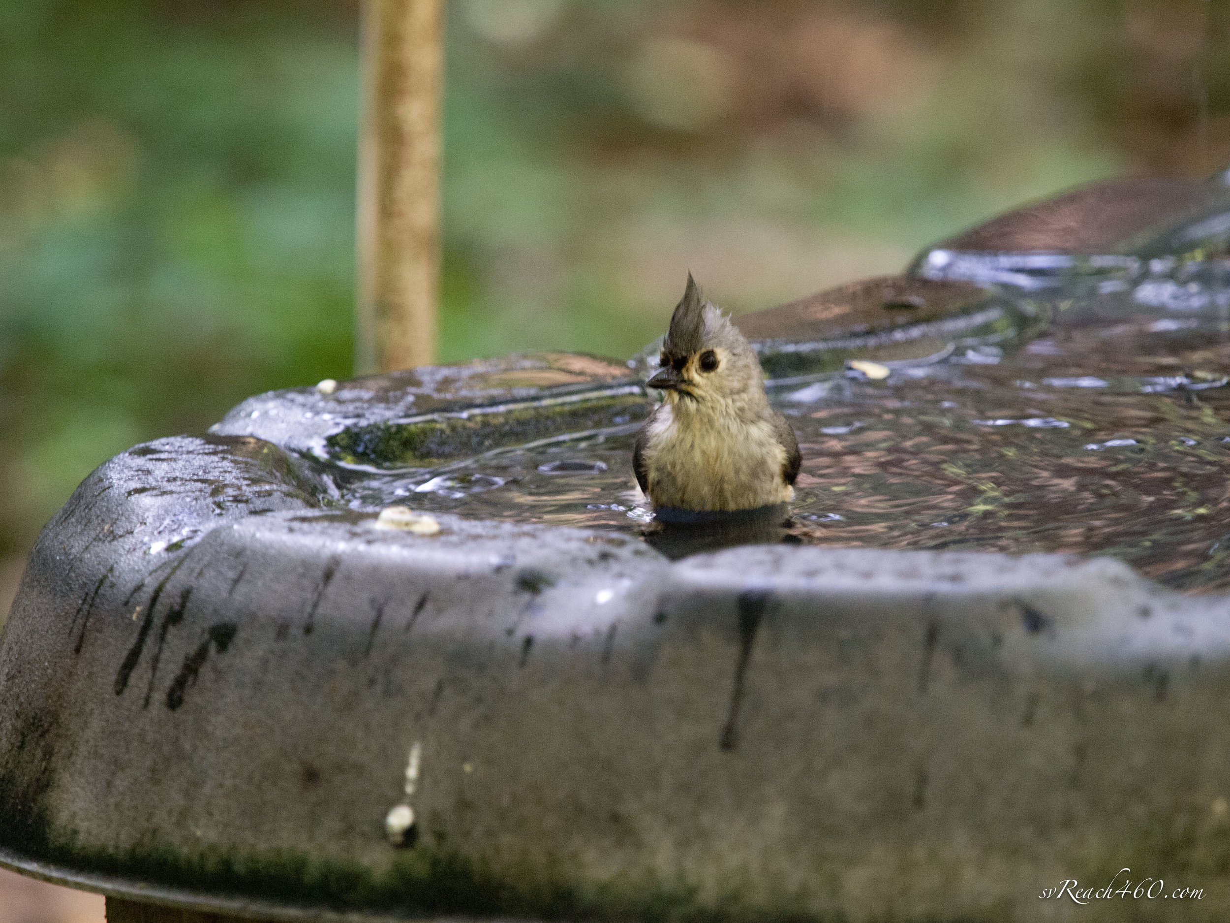 Tufted titmouse