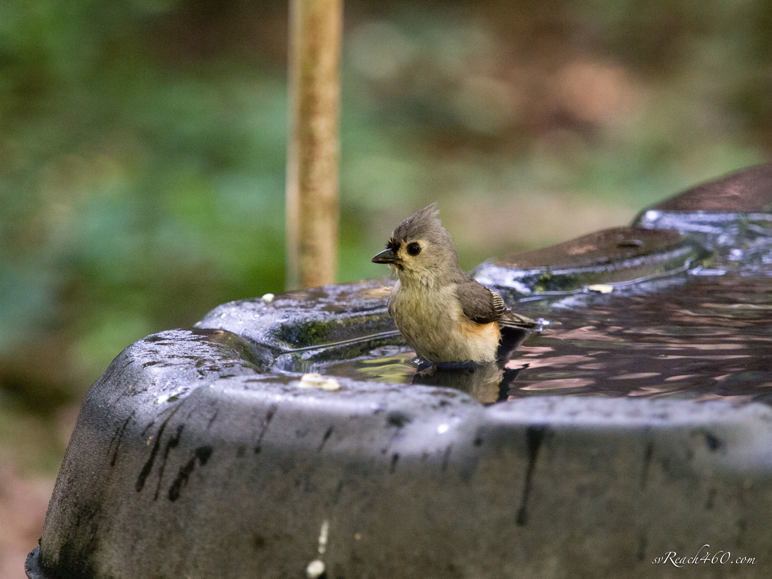 Tufted titmouse