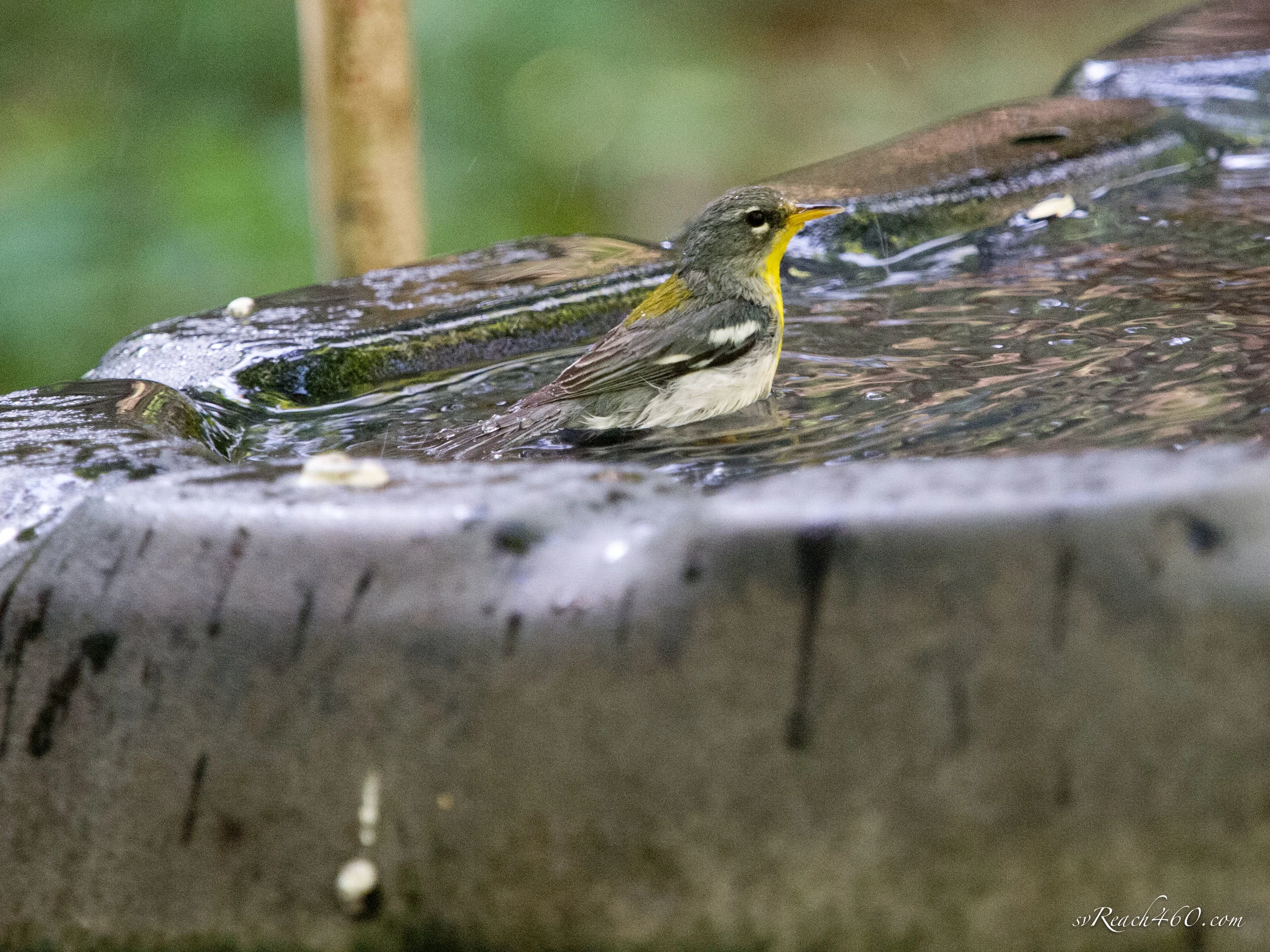 Northern parula