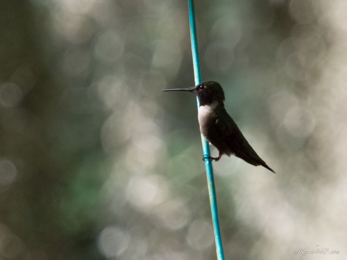 Ruby-throated hummingbird