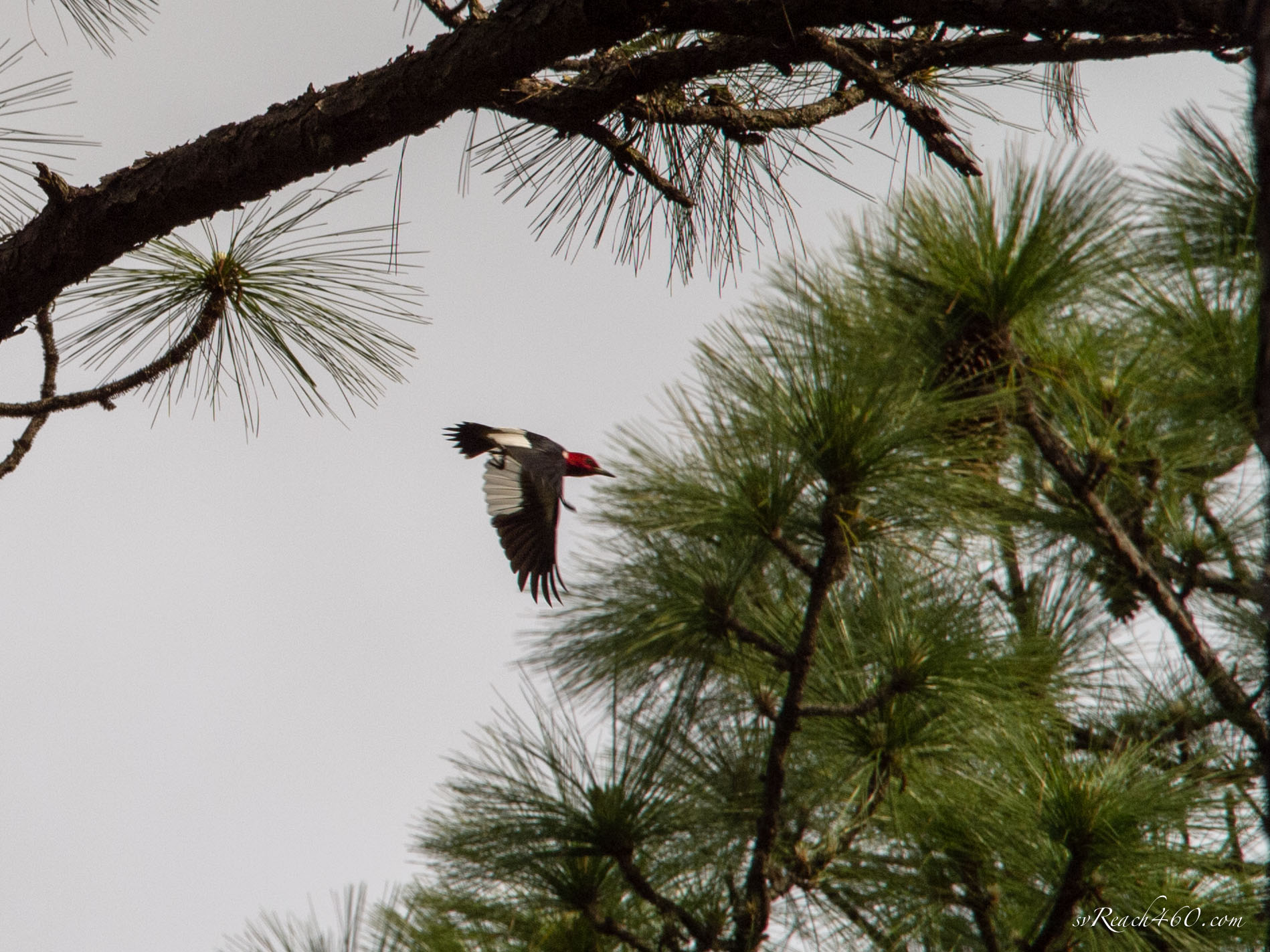 Red-headed woodpecker in flight