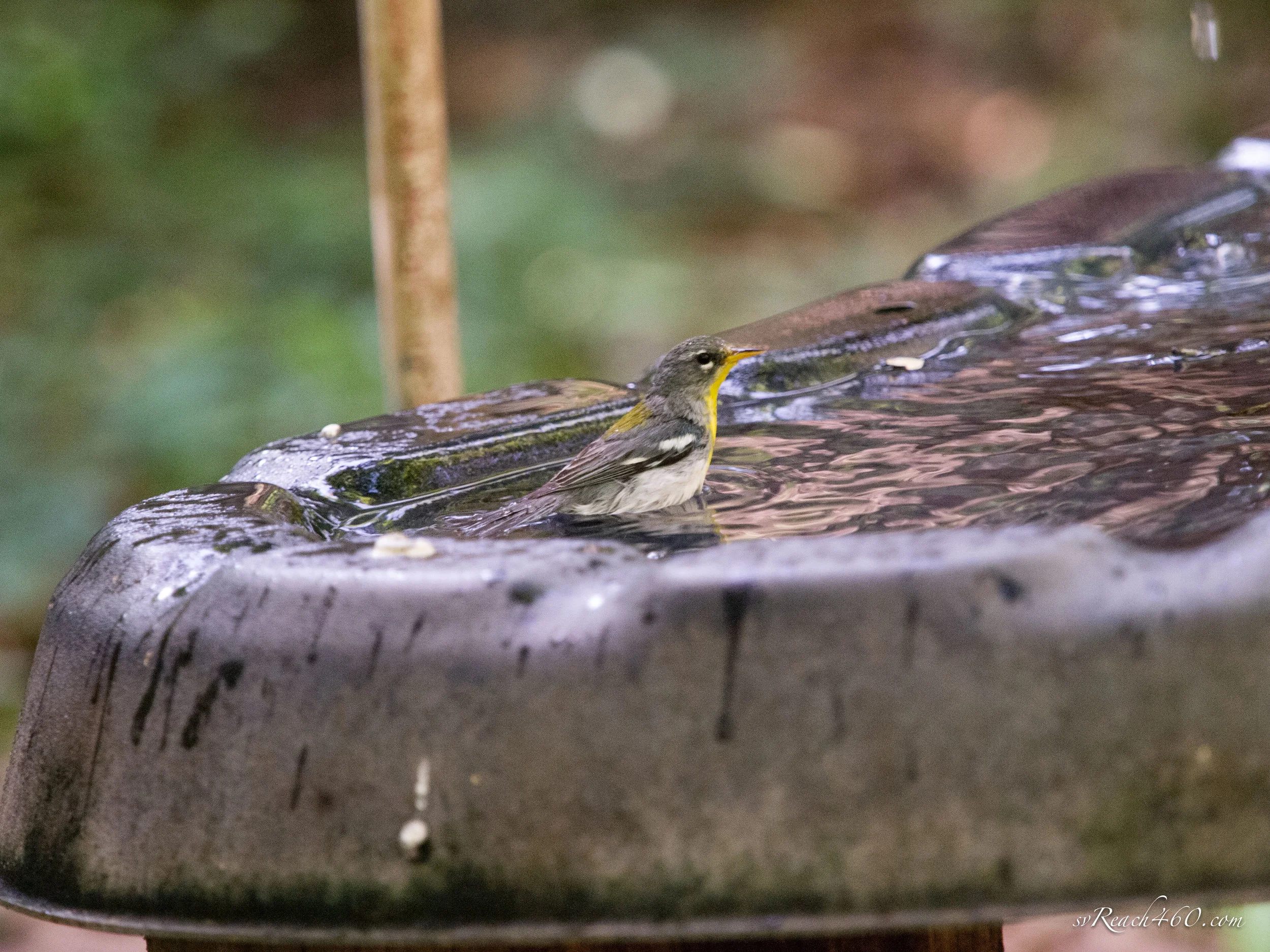 Northern parula
