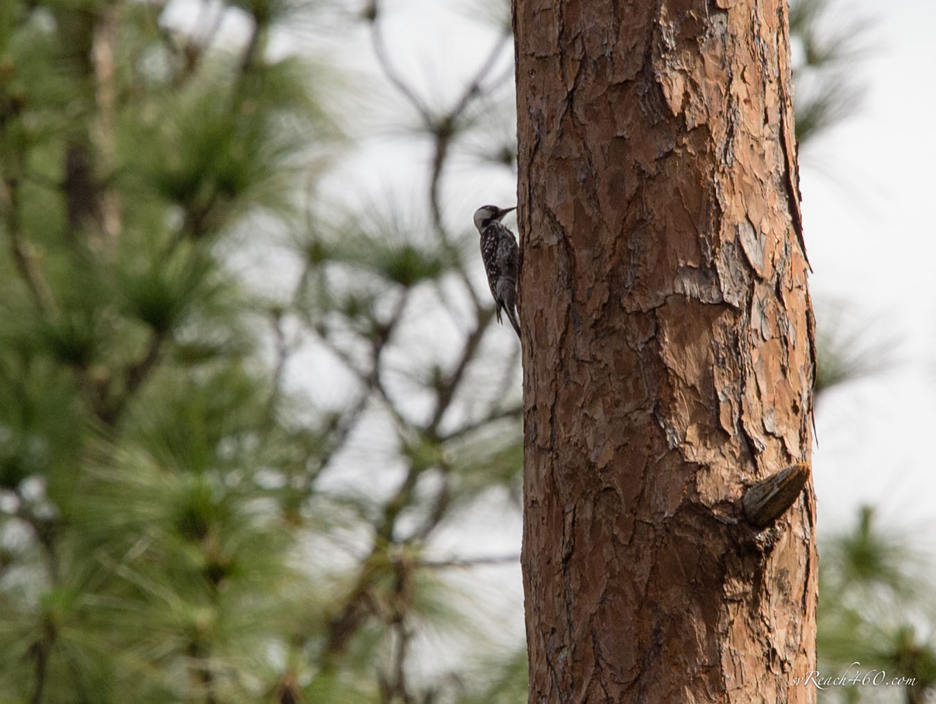 Red-cockaded woodpecker