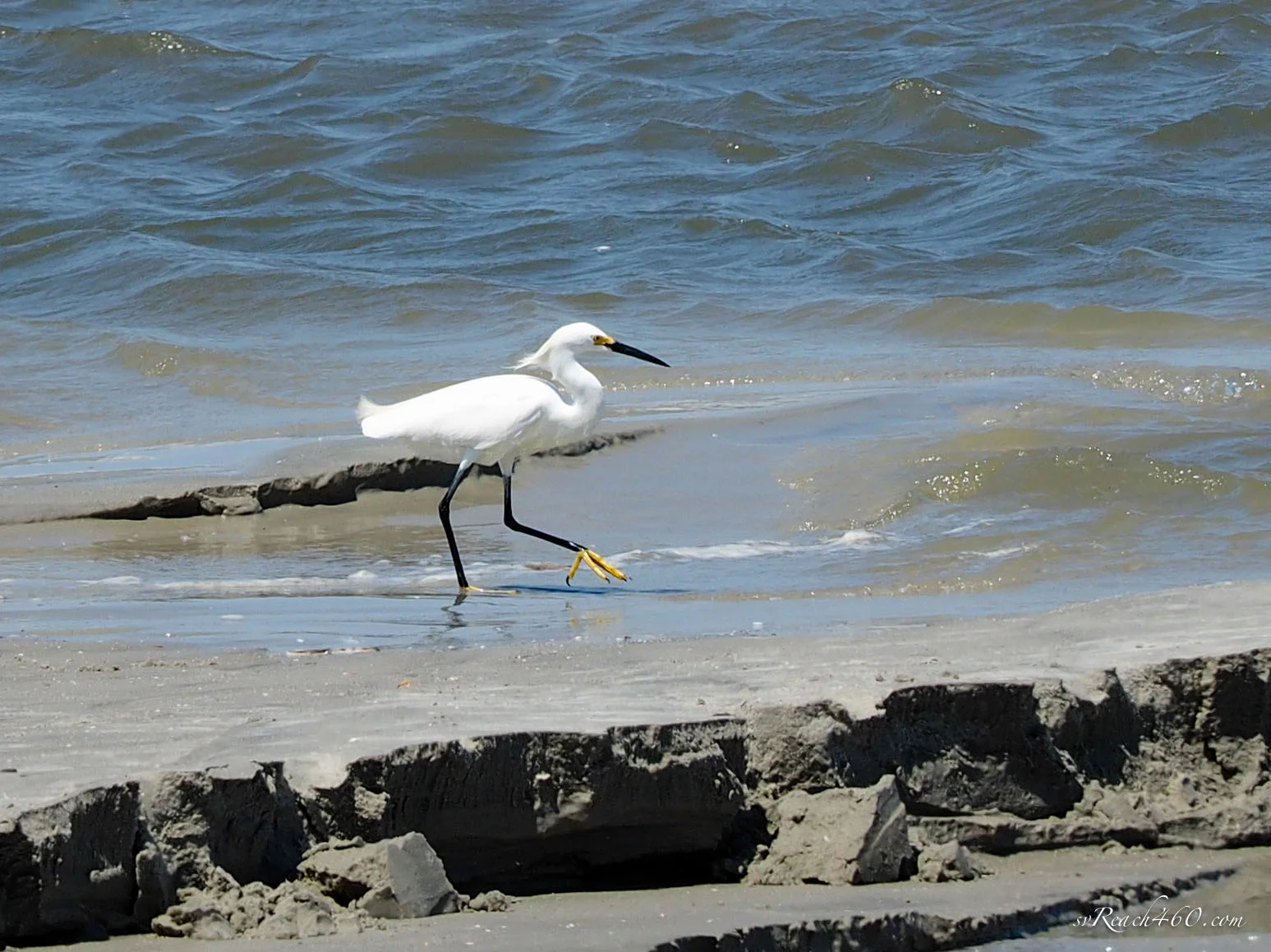 Snowy egret