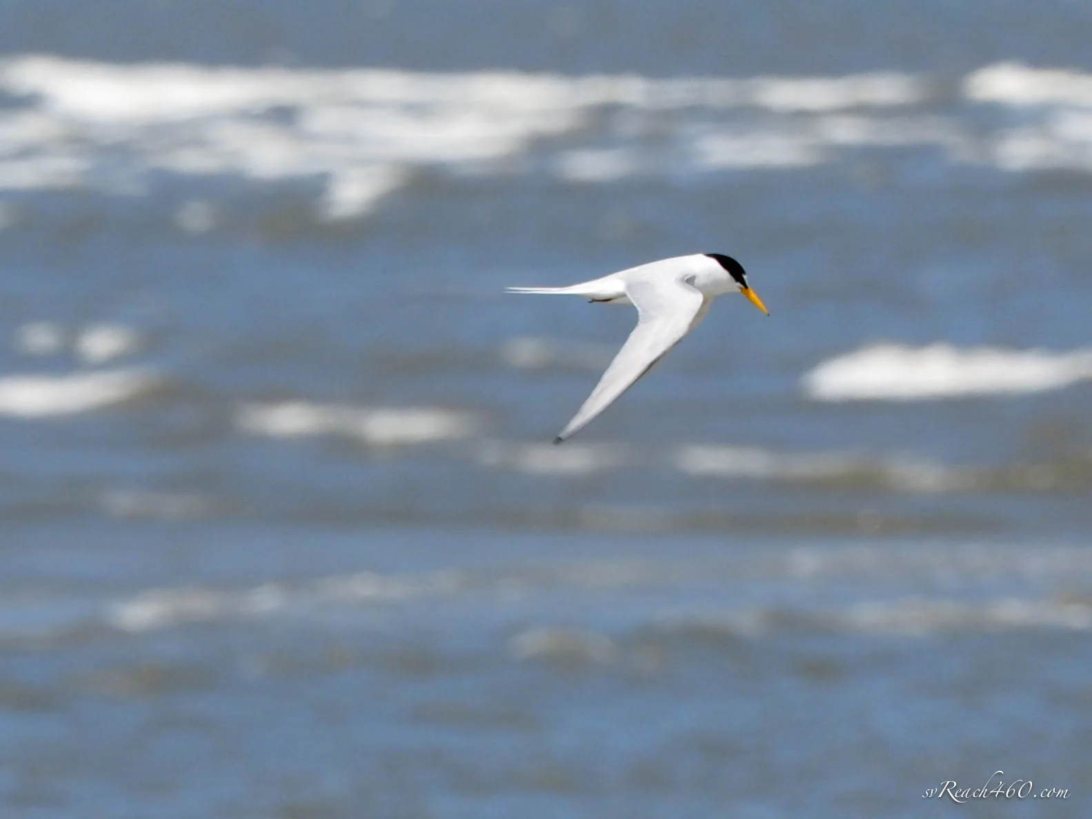 Least tern