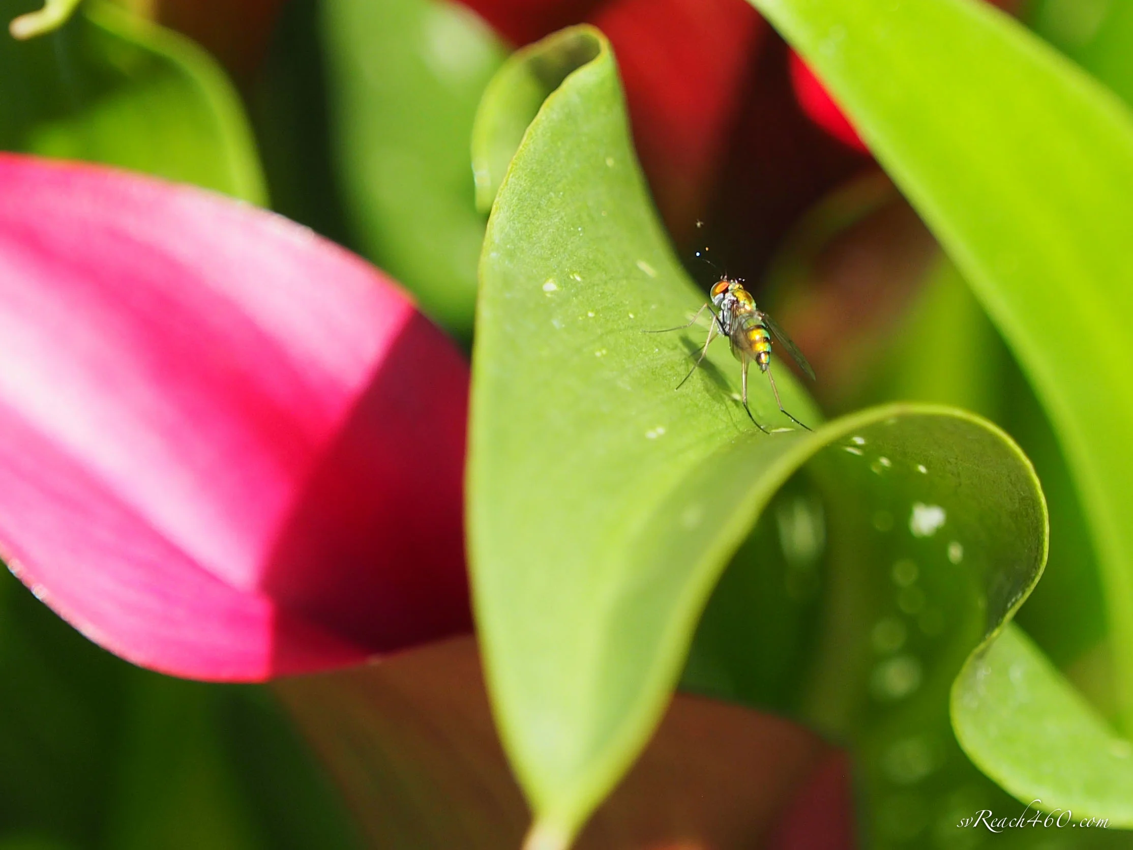 Hoverfly