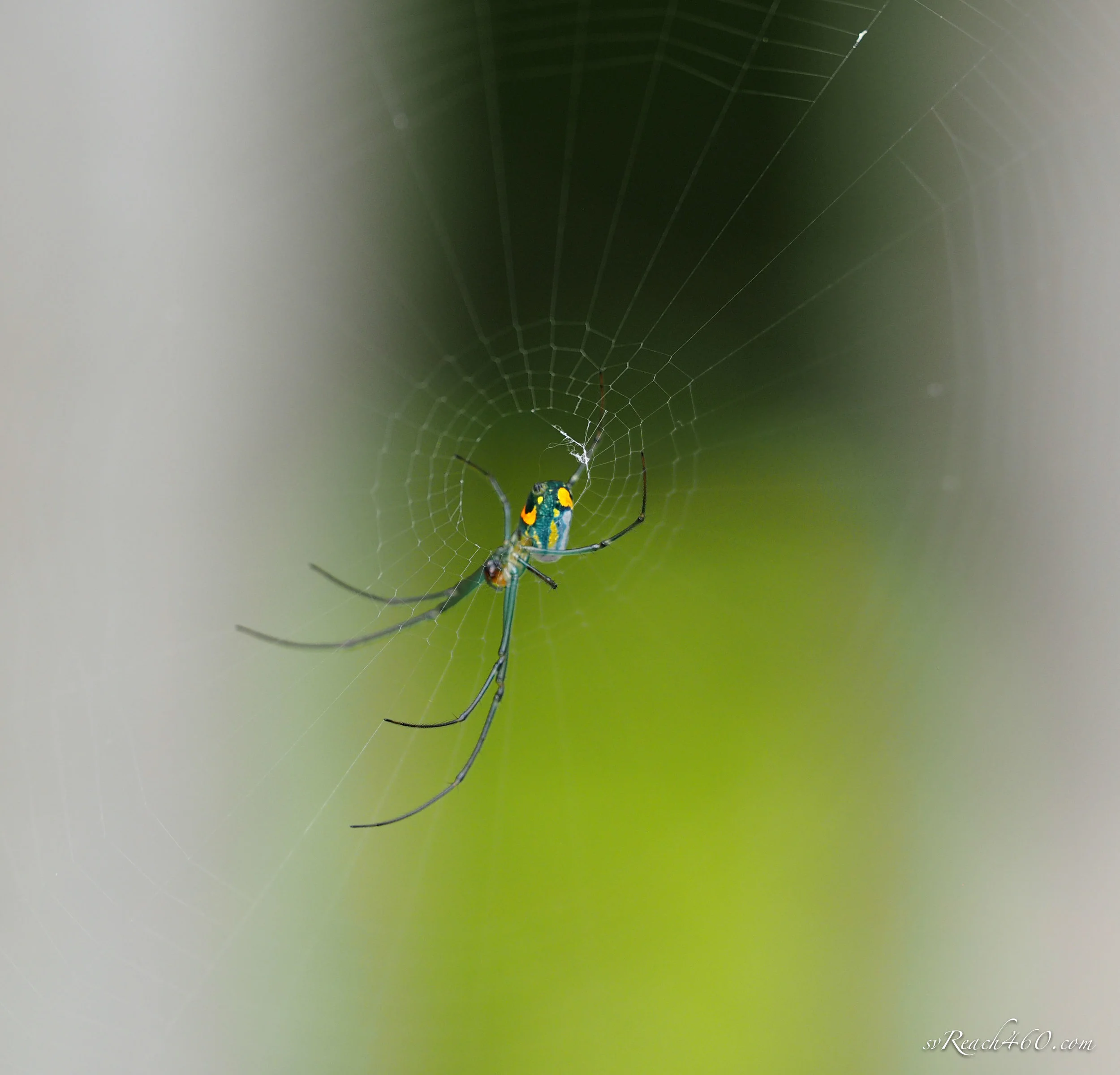 Orchard orb weaver