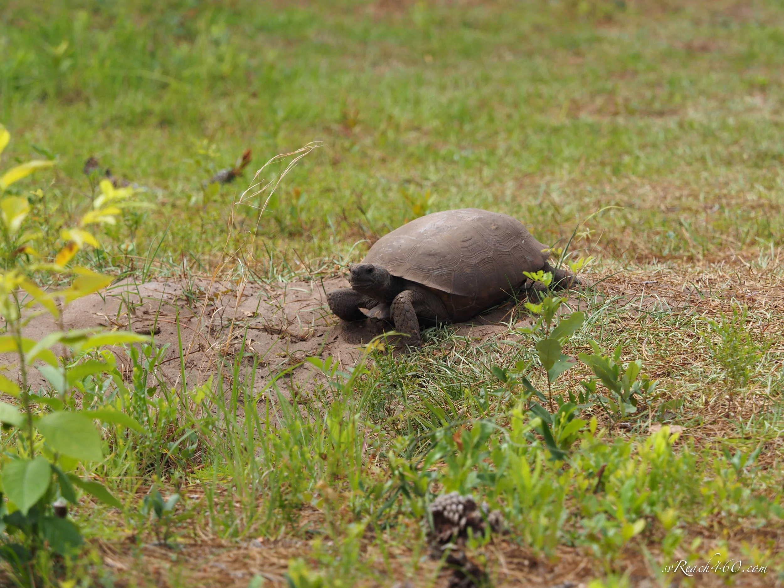 Gopher tortoise