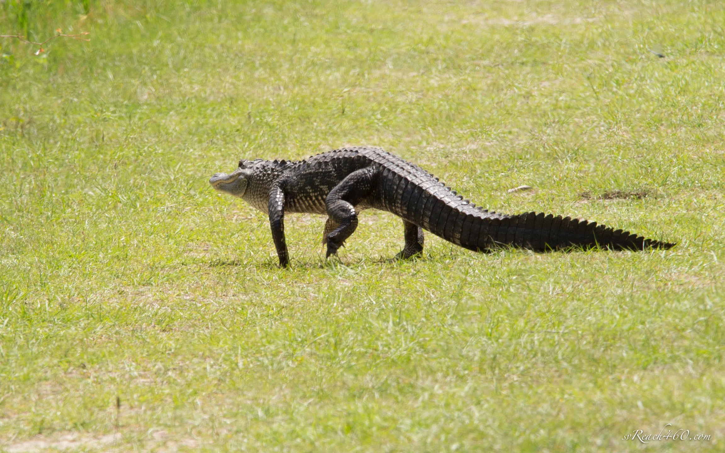 Alligator