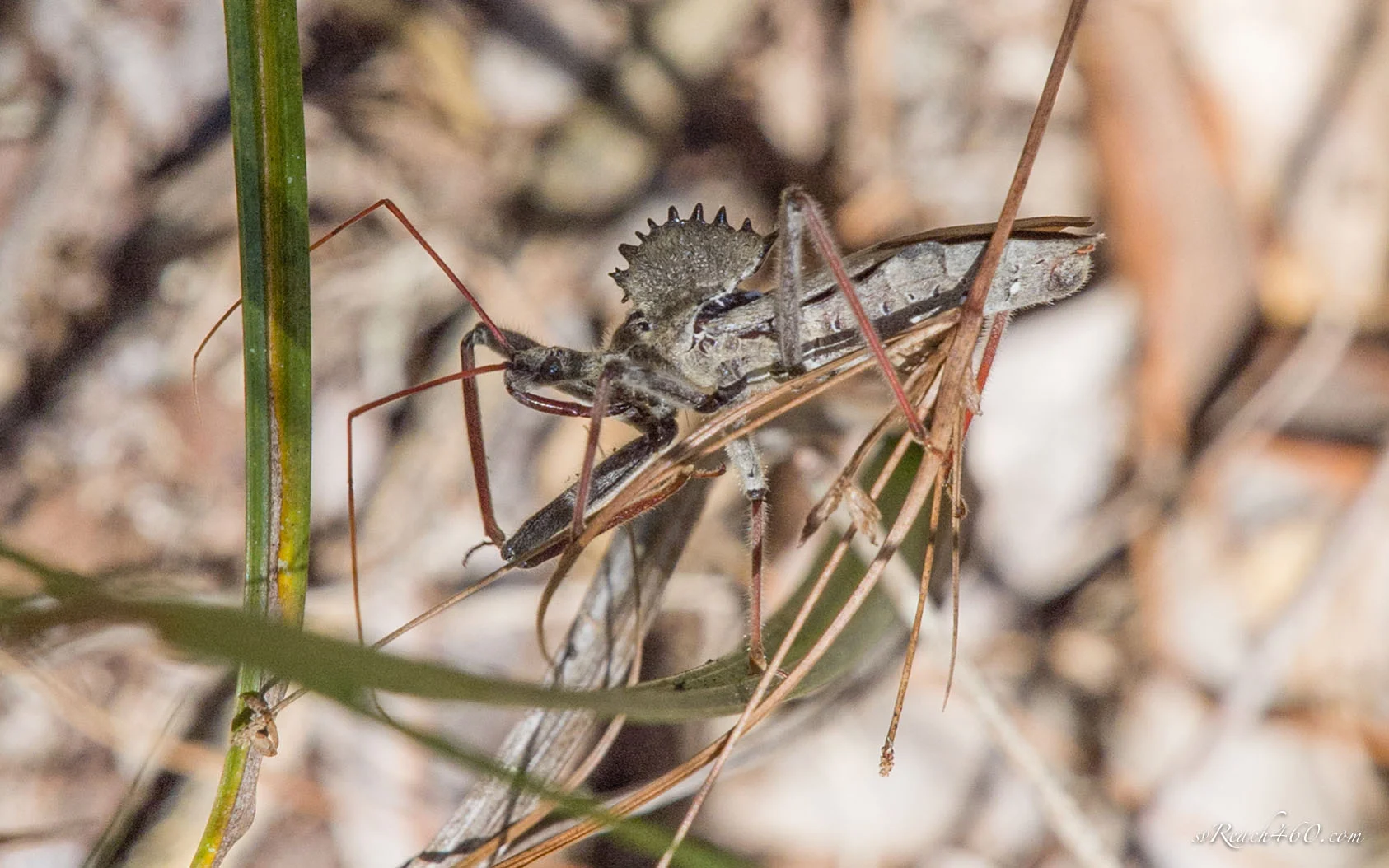 Wheel bug