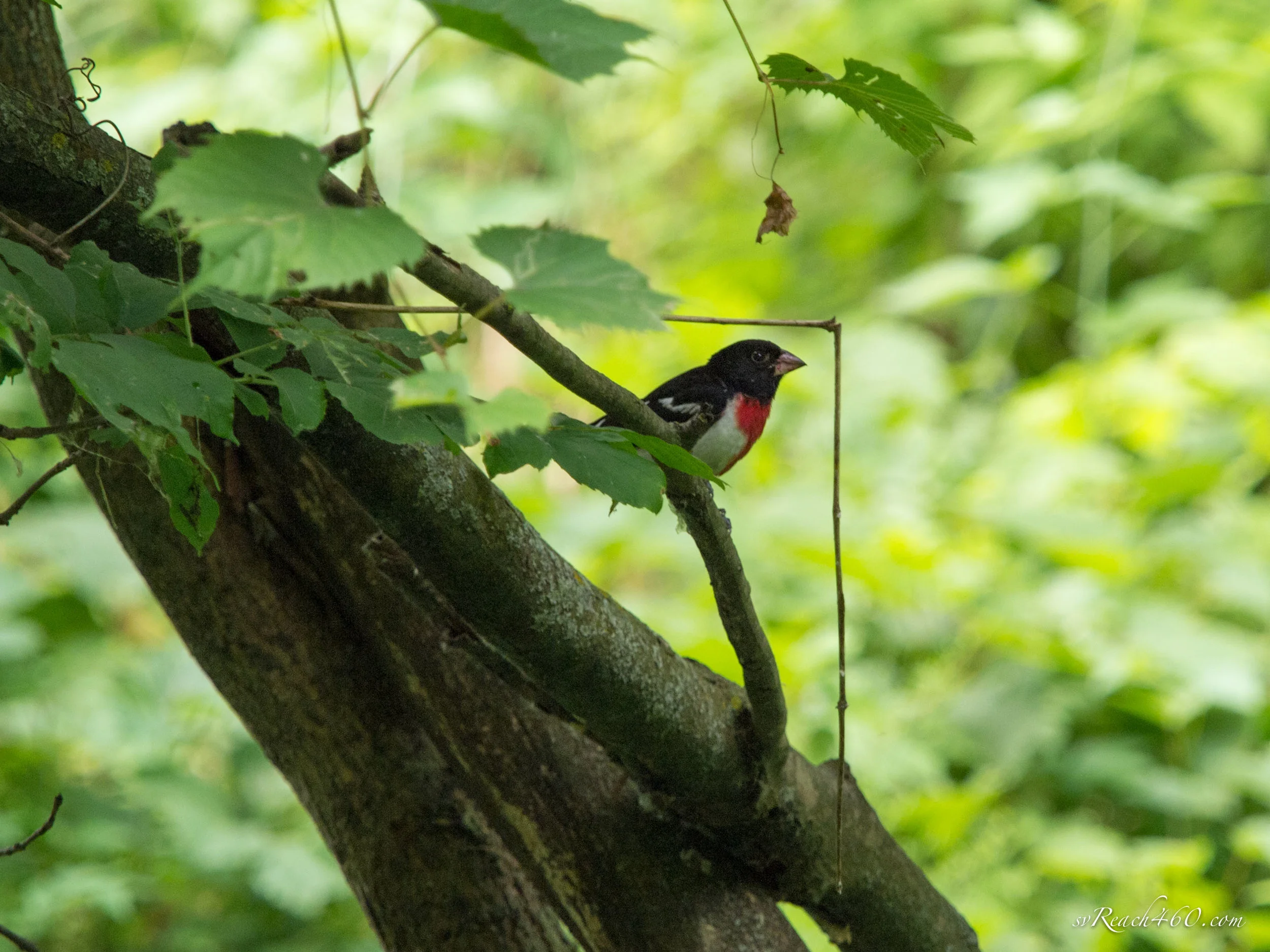 Rose-breasted grosbeak