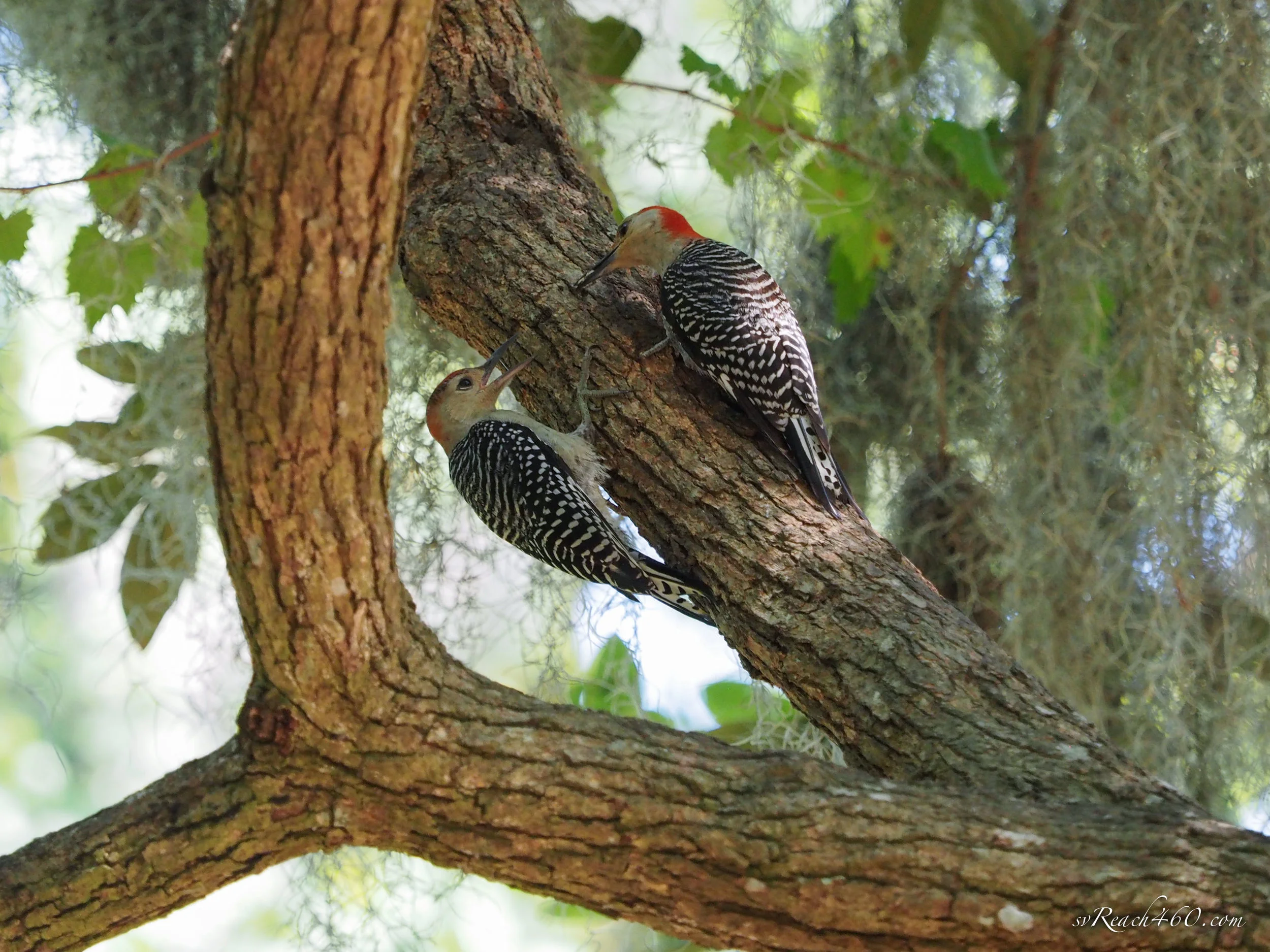 Juvenile red-bellied woodpecker being fed