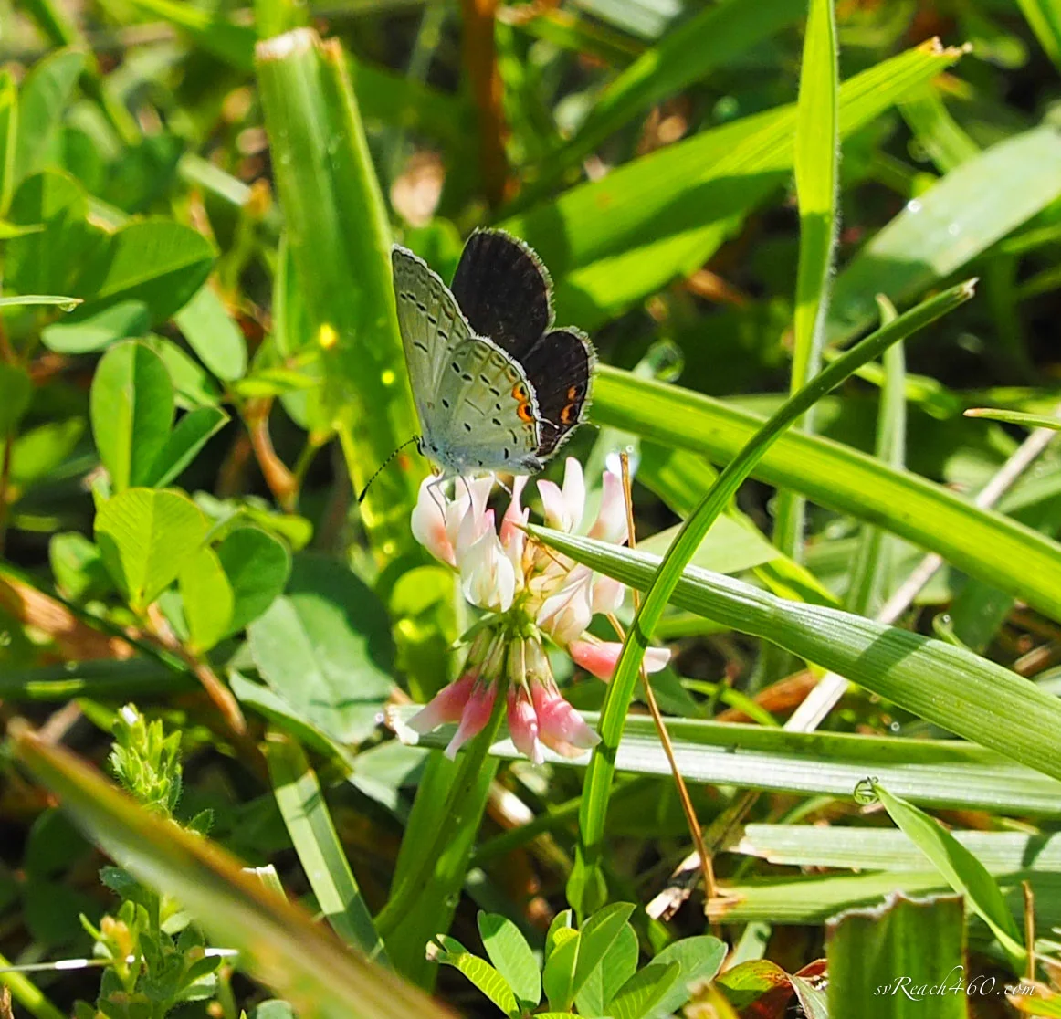 Eastern tailed-blue