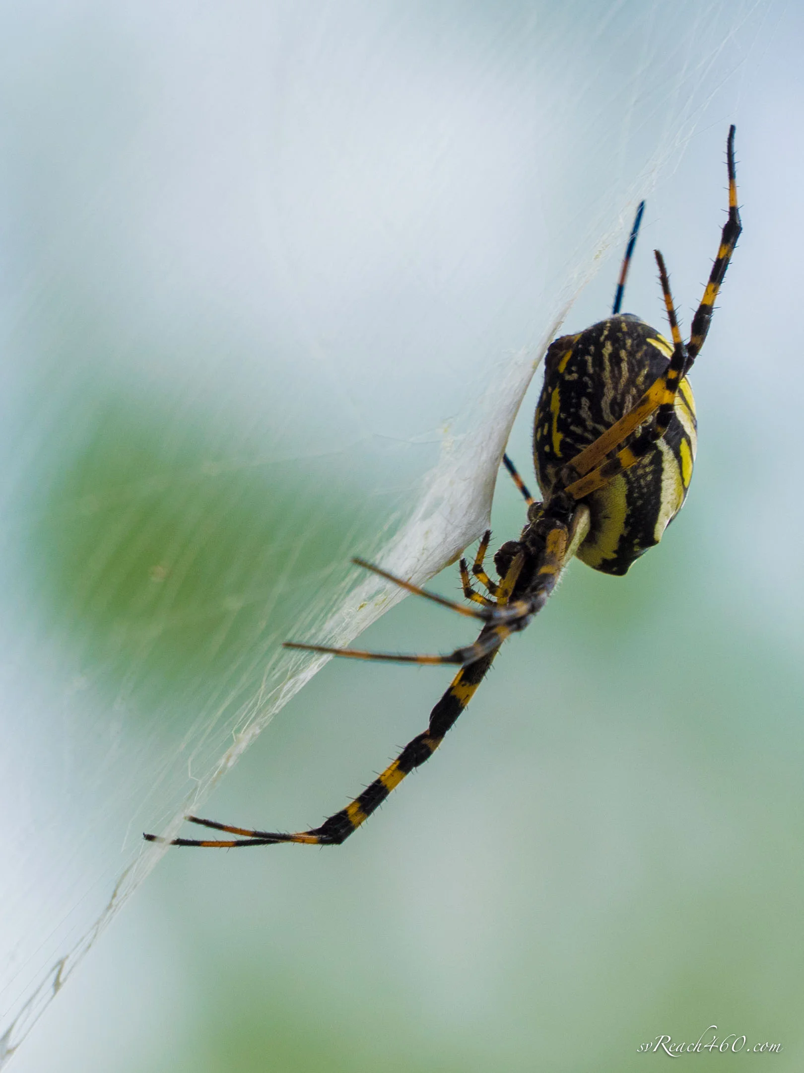 Zipper spider