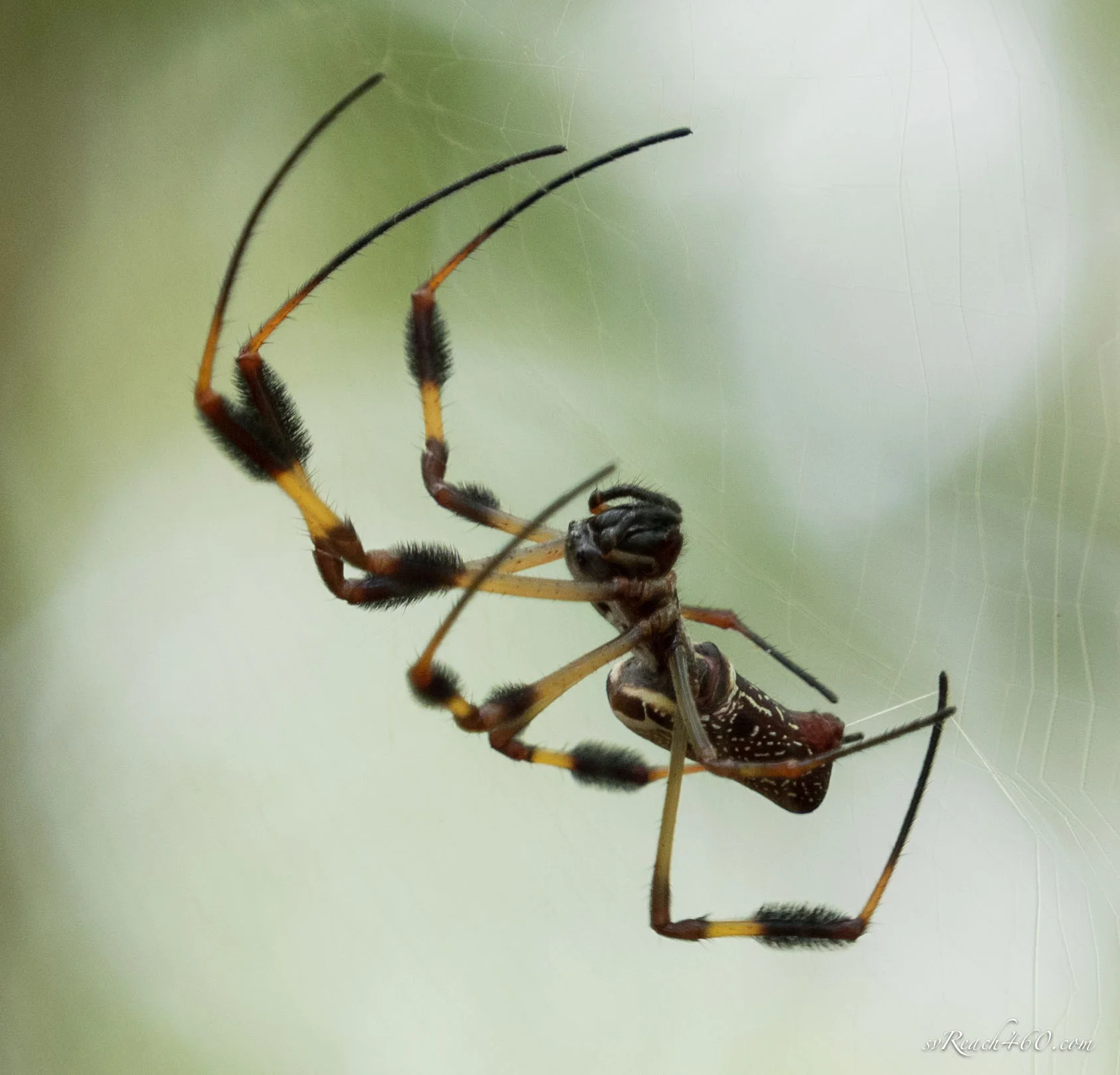 Banana spider